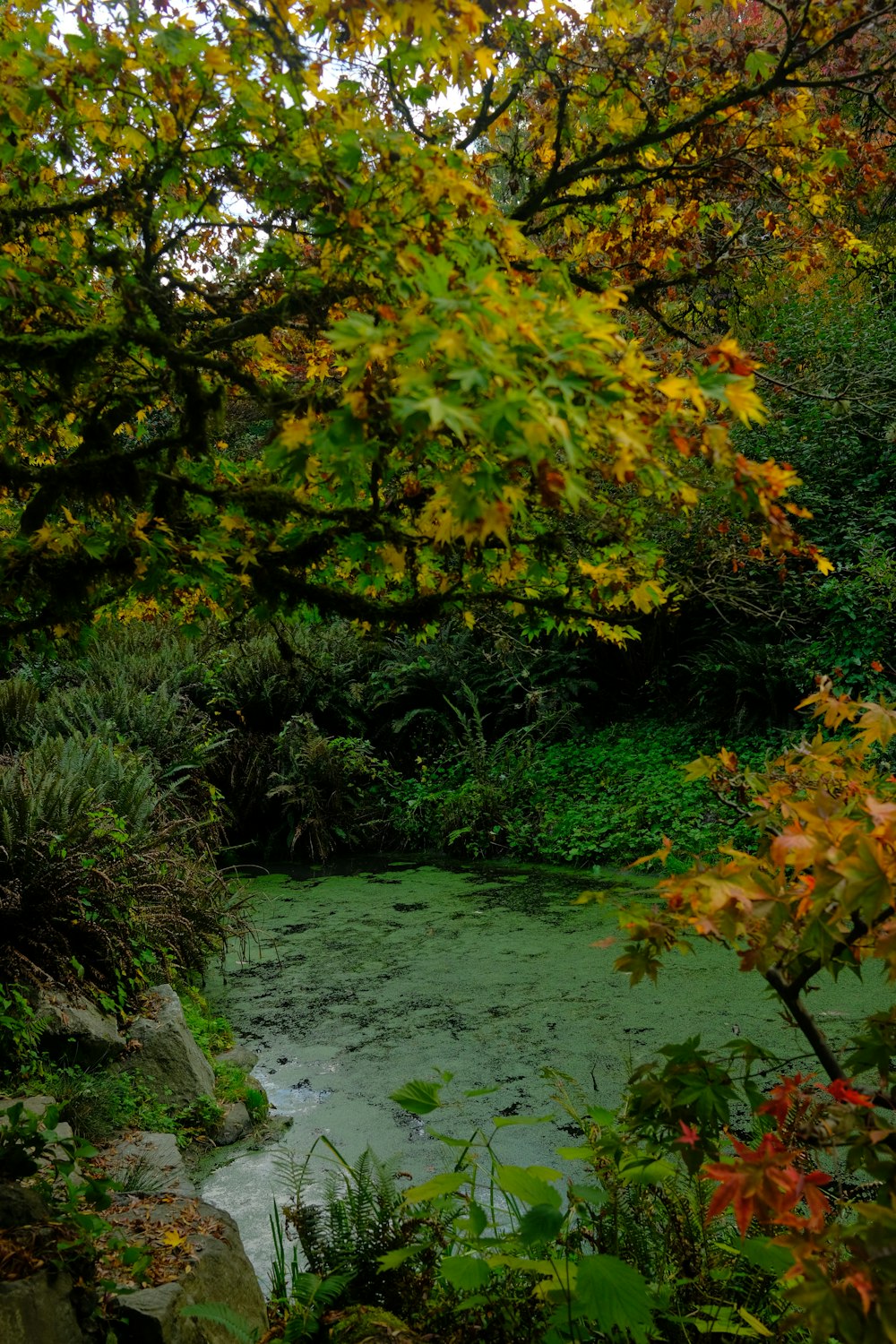 a small stream running through a lush green forest