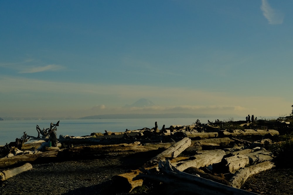 un gruppo di tronchi seduti in cima a una spiaggia