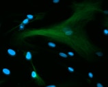 a group of blue and green lights on a black background
