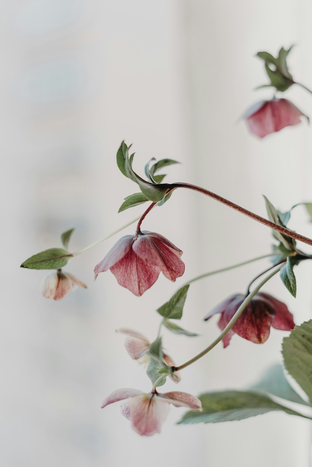 a close up of a branch with flowers on it