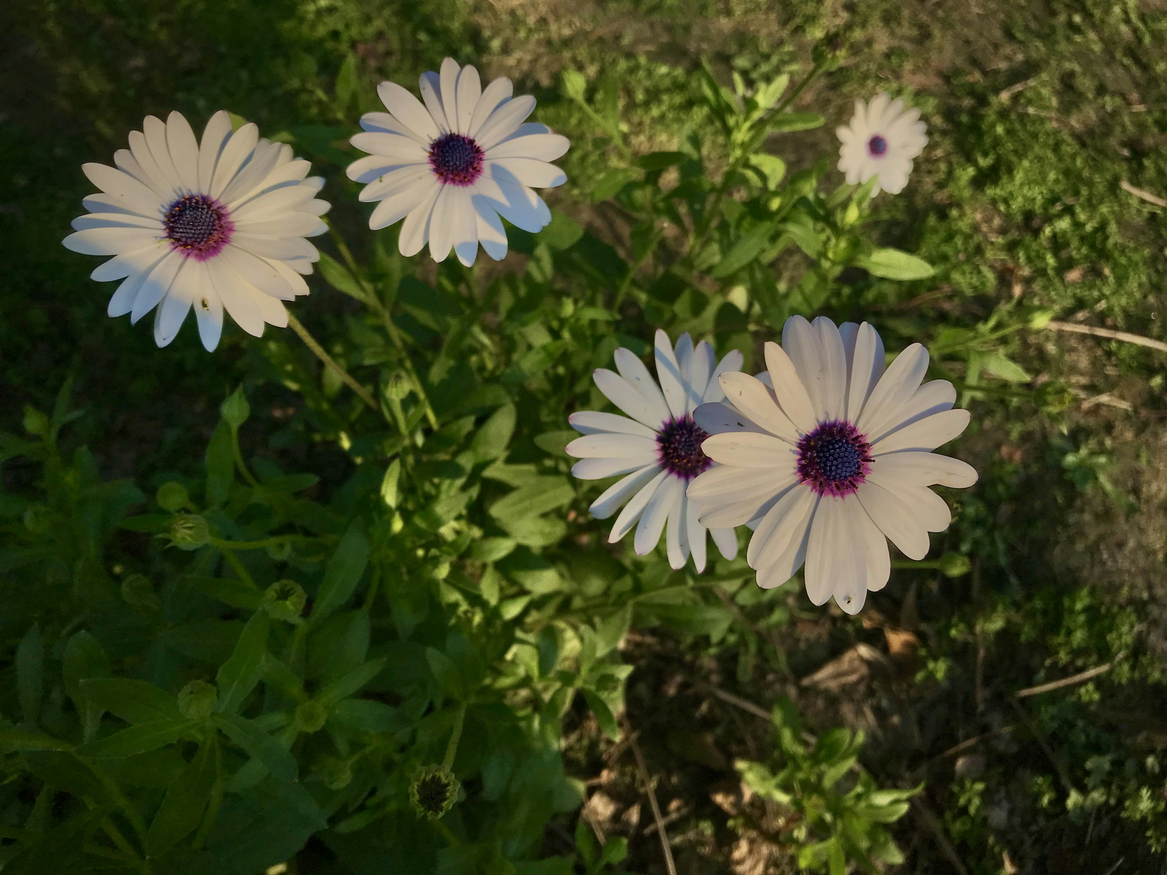 Photo by manu_manav_j