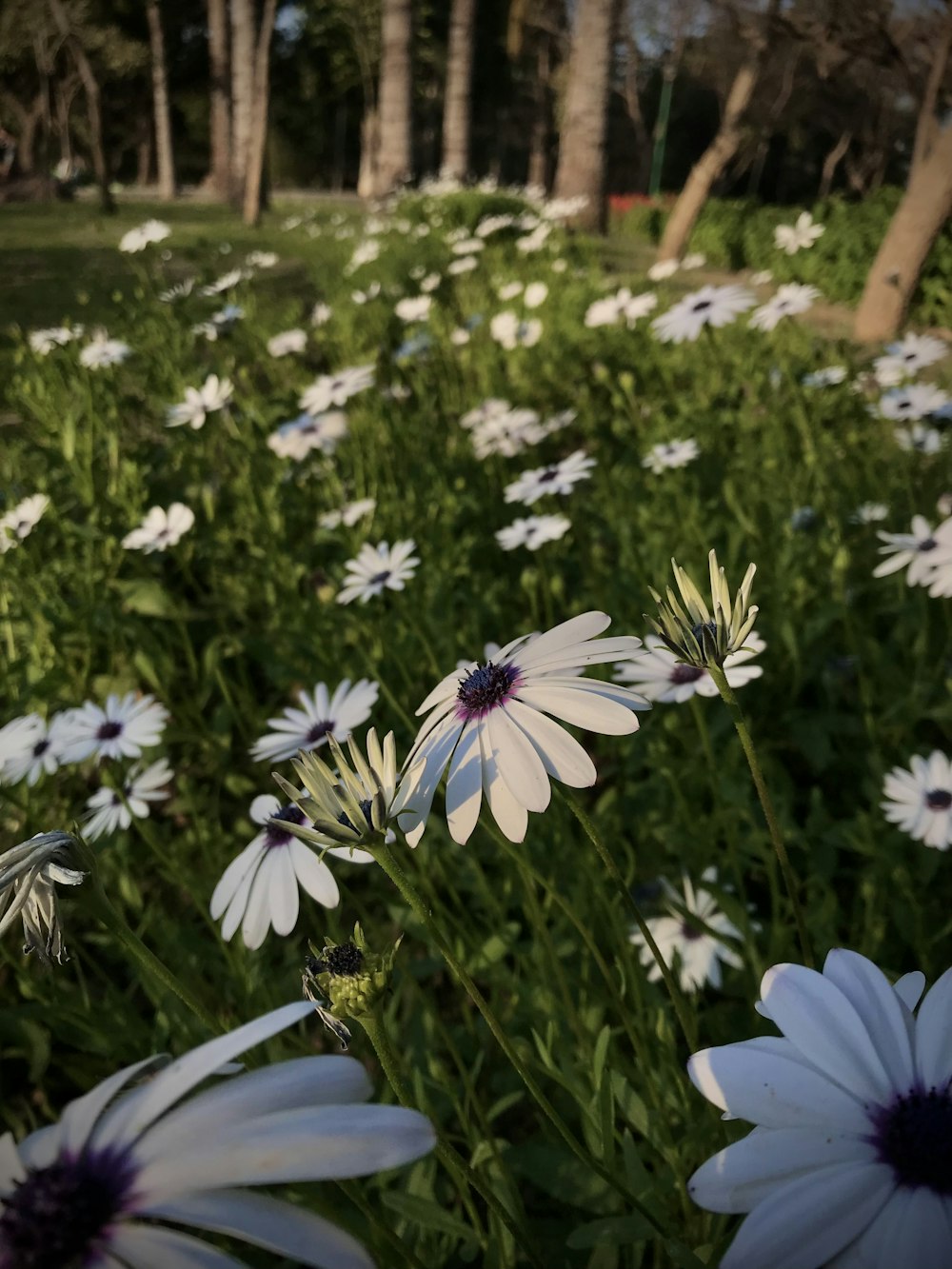 a field full of white and purple flowers