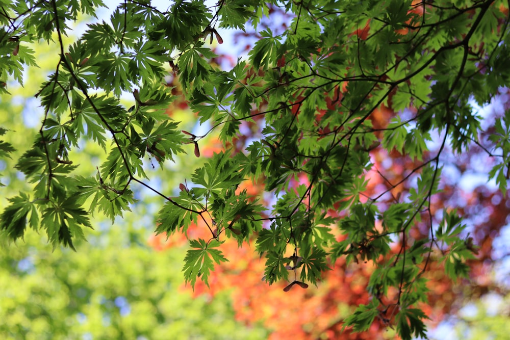 a close up of a tree branch with leaves