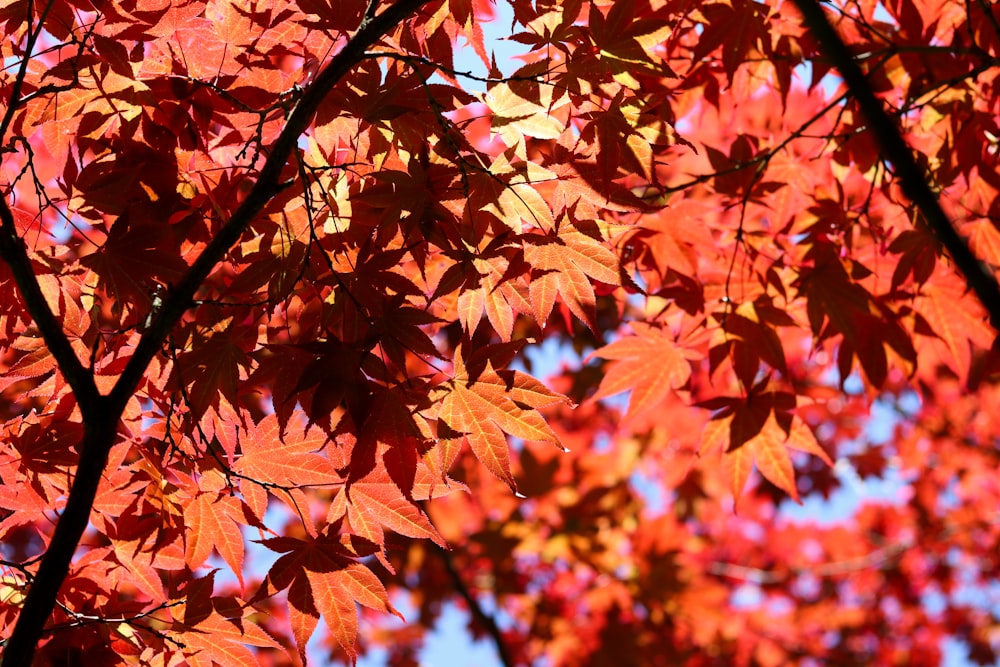 a tree that has some red leaves on it
