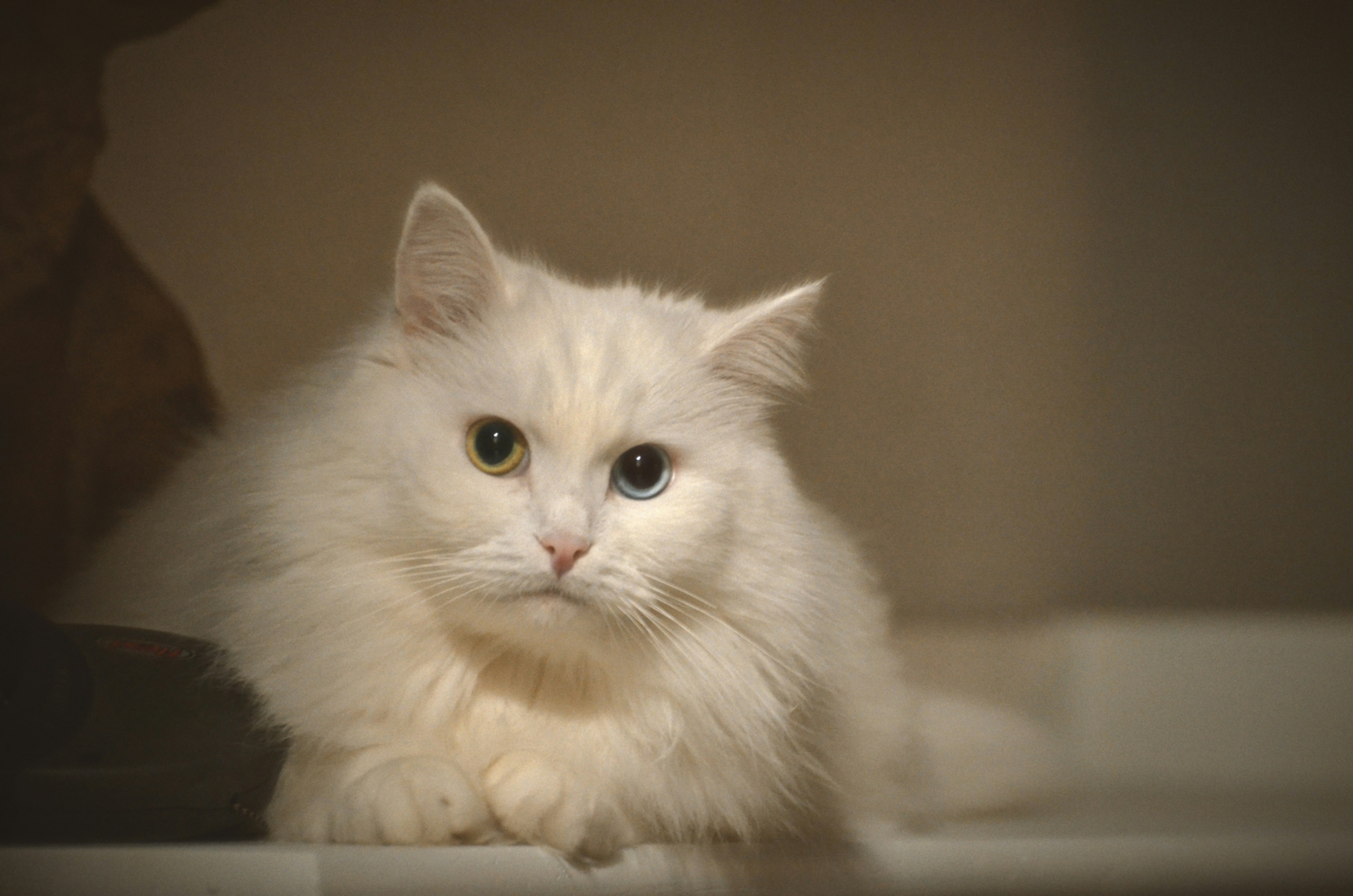 Photo by sergeybuharev