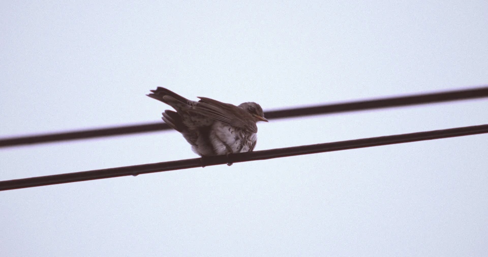 In a monochrome world, a small bird with brown and white feathers is perched on a black electrical wire that stretches across the frame from left to right. The bird's wings are slightly spread out, suggesting it may be preparing for flight or resting after a journey. The background is a soft blur of gray, providing a stark contrast to the bird and emphasizing its presence in the image.