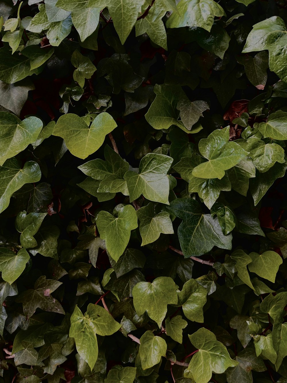 a close up of a green plant with leaves