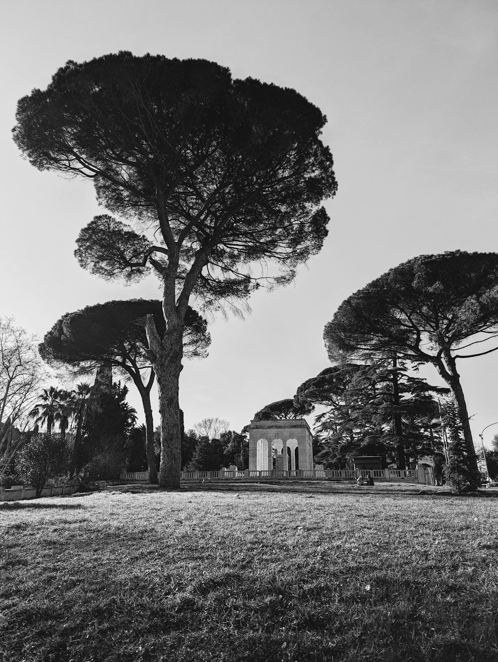 a black and white photo of trees in a park