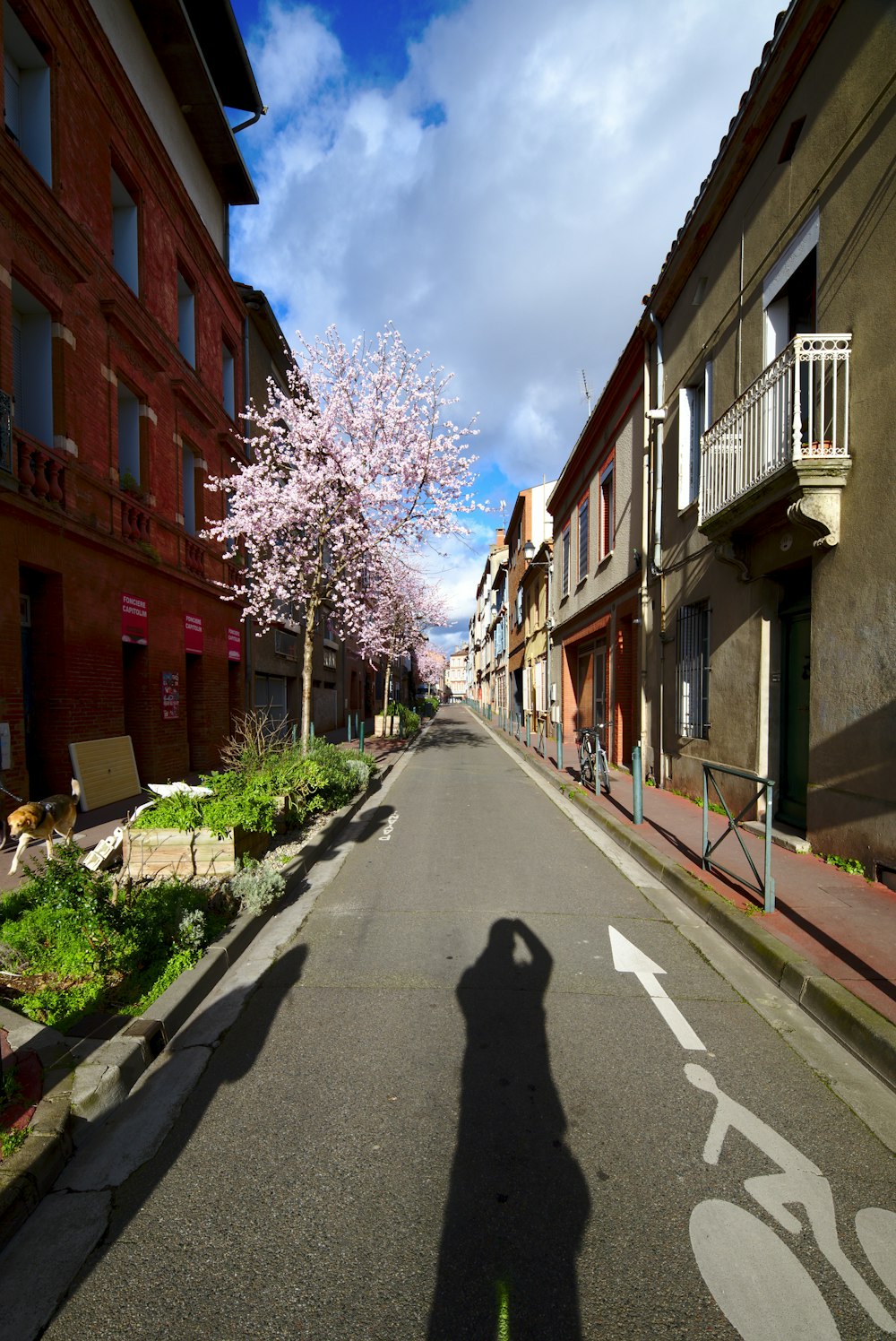 a shadow of a person riding a bike down a street