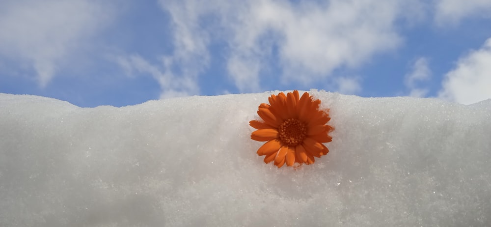 an orange flower sitting on top of a pile of snow