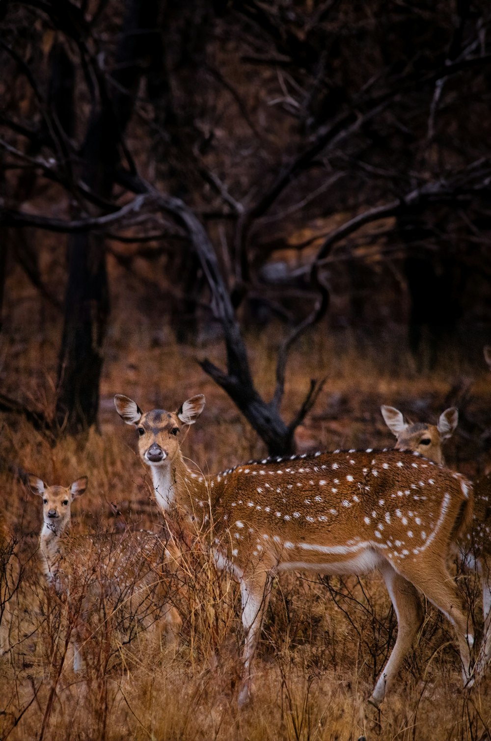 a group of deer standing next to each other in a forest