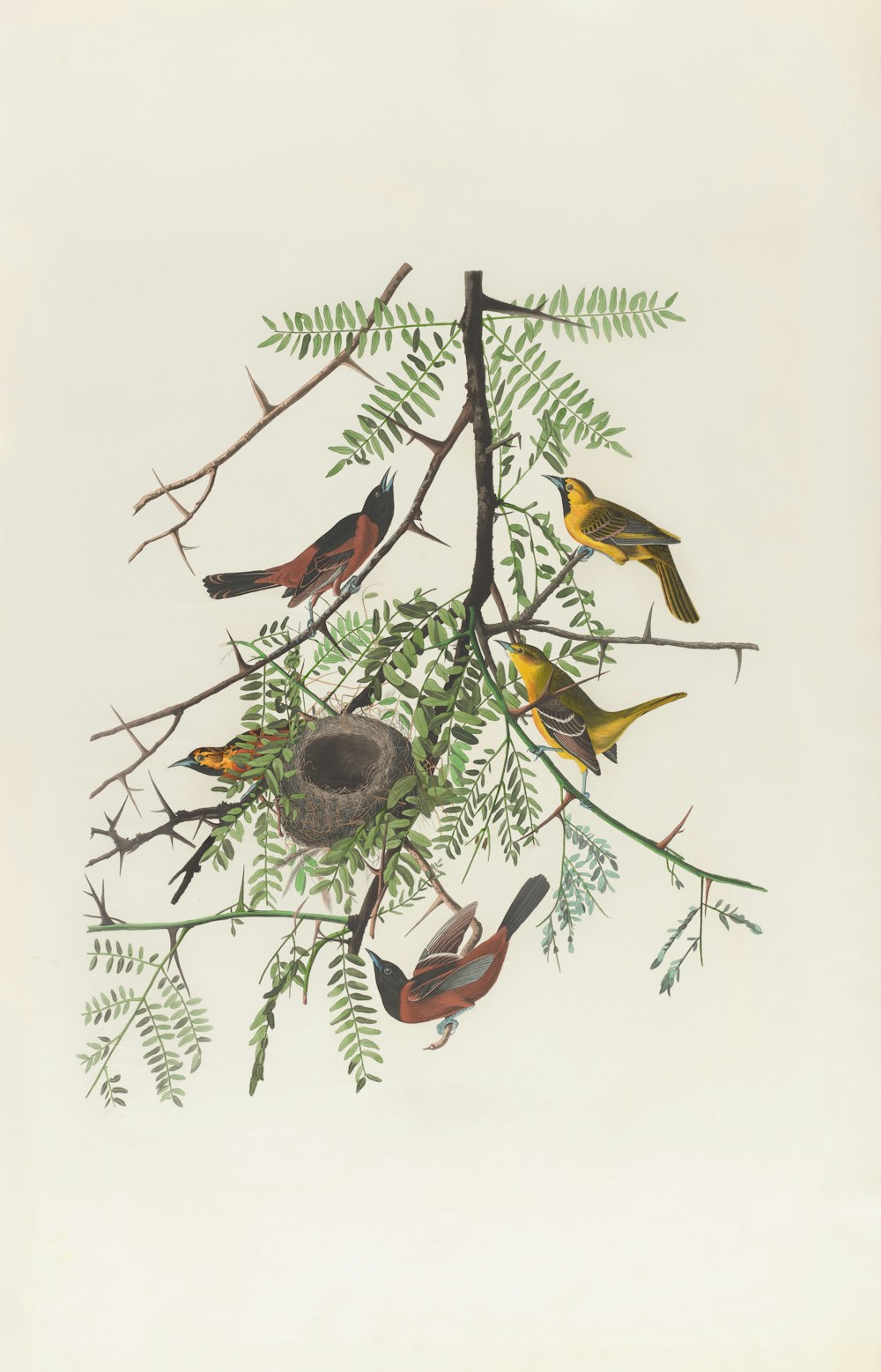 a group of birds sitting on top of a tree branch