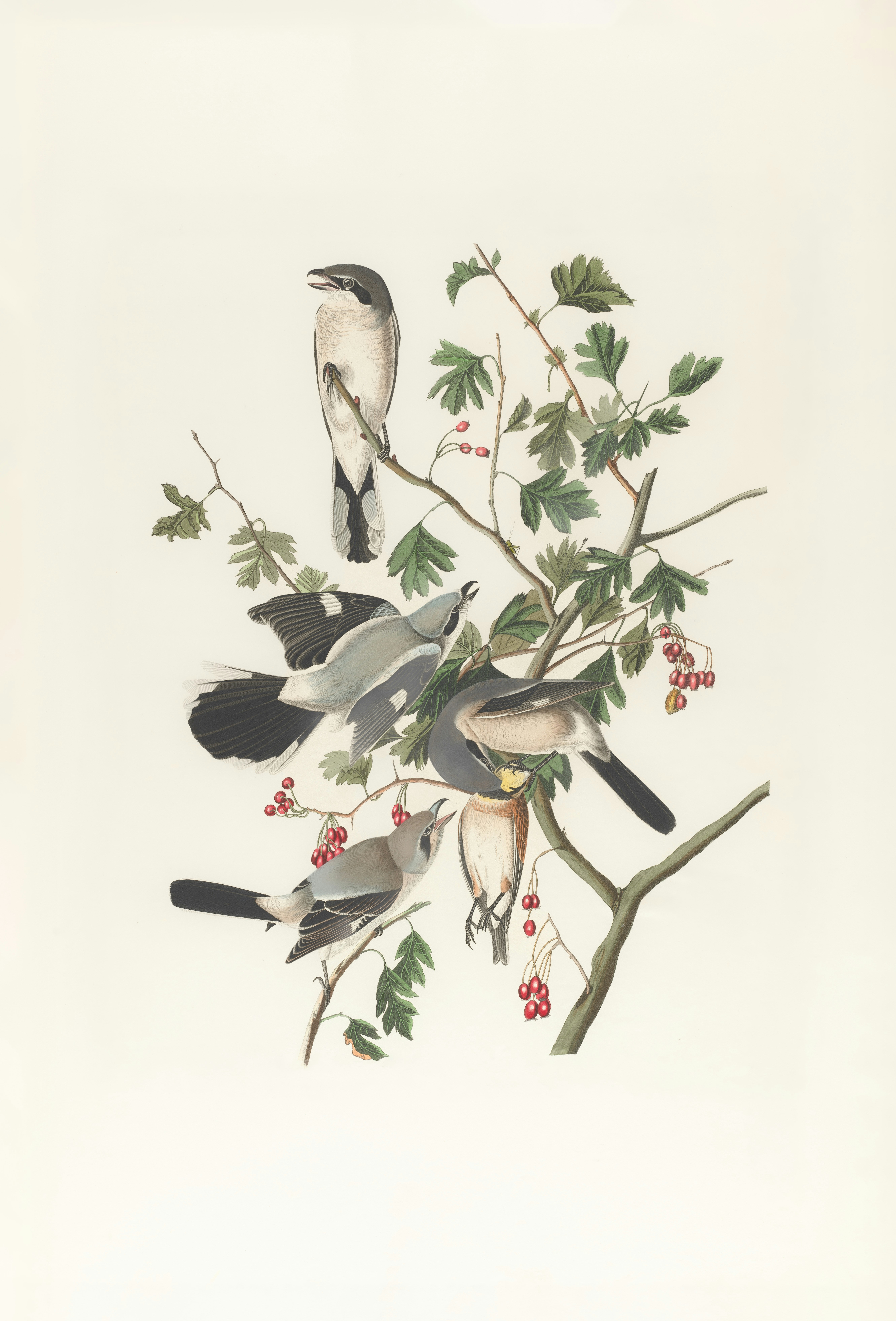 Photo by bostonpubliclibrary