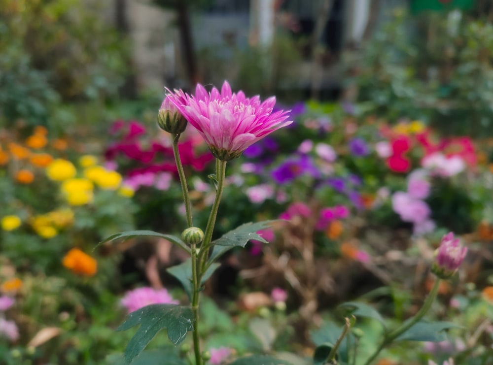 a pink flower in a garden filled with lots of flowers