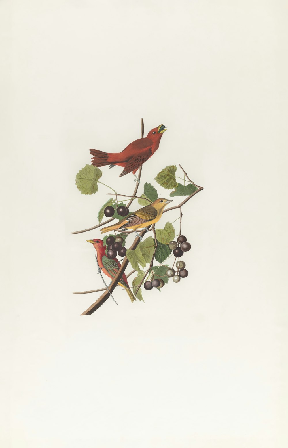 two birds sitting on a branch with berries and leaves