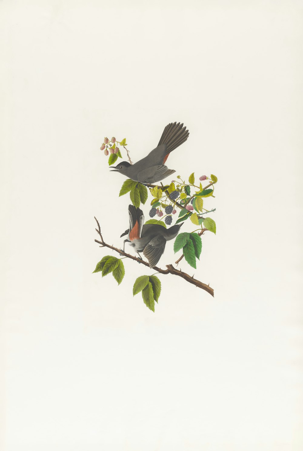 due uccelli appollaiati in cima al ramo di un albero