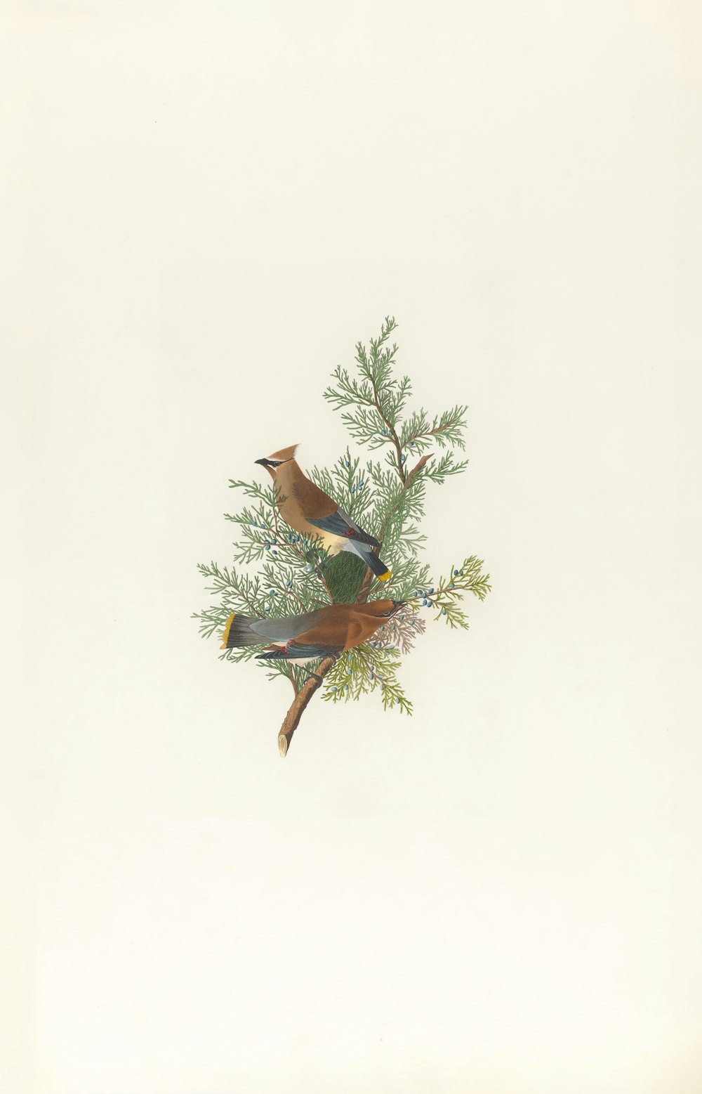two birds sitting on top of a tree branch