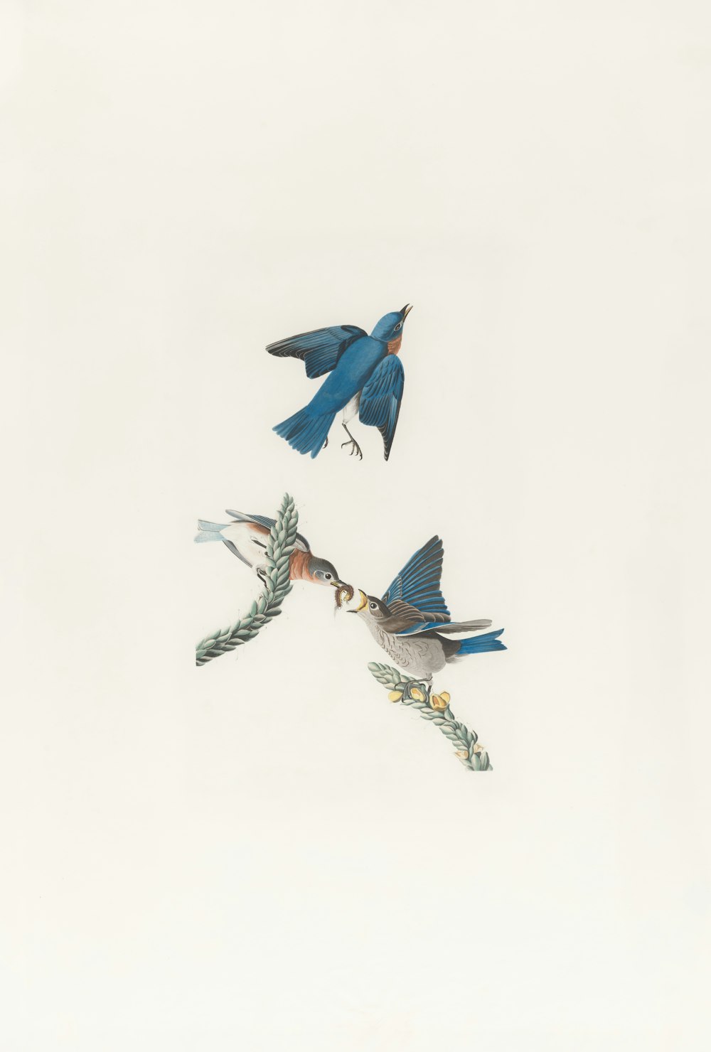 two blue birds flying in the sky