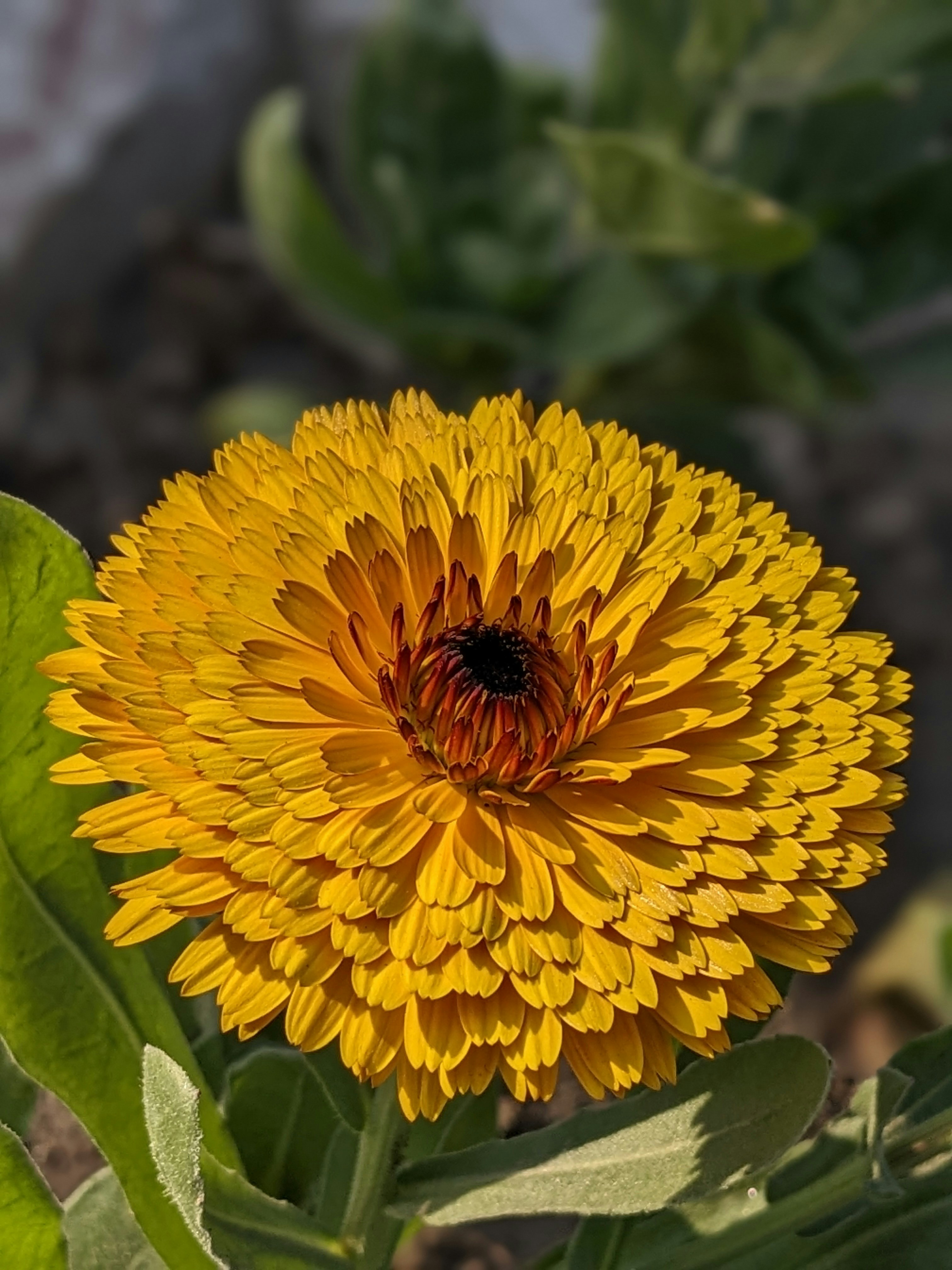 ultra hd nature, wallpaper, 4K Wallpapers: Enhance Your Visual Experience 4