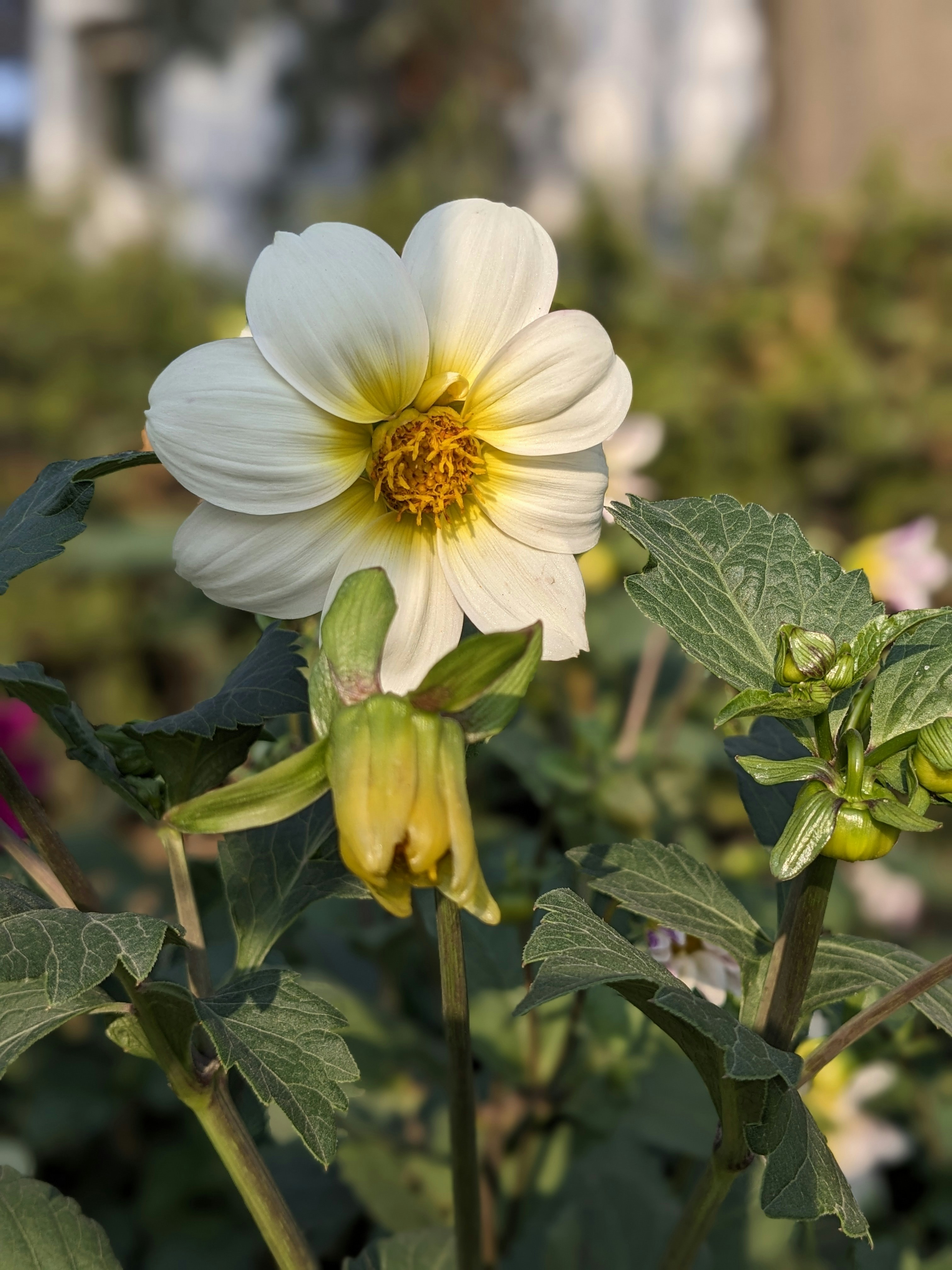 ultra hd nature, wallpaper, 4K Wallpapers: Enhance Your Visual Experience 2