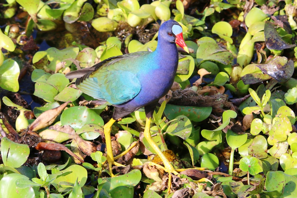 a blue bird sitting on top of green plants