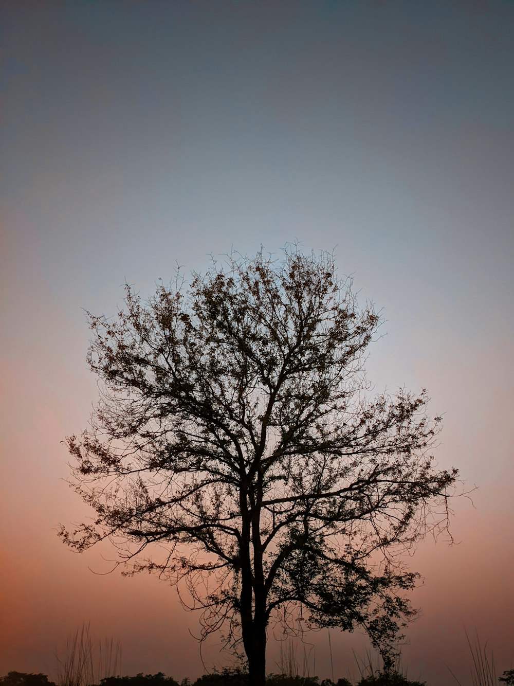 a lone tree in the middle of a field