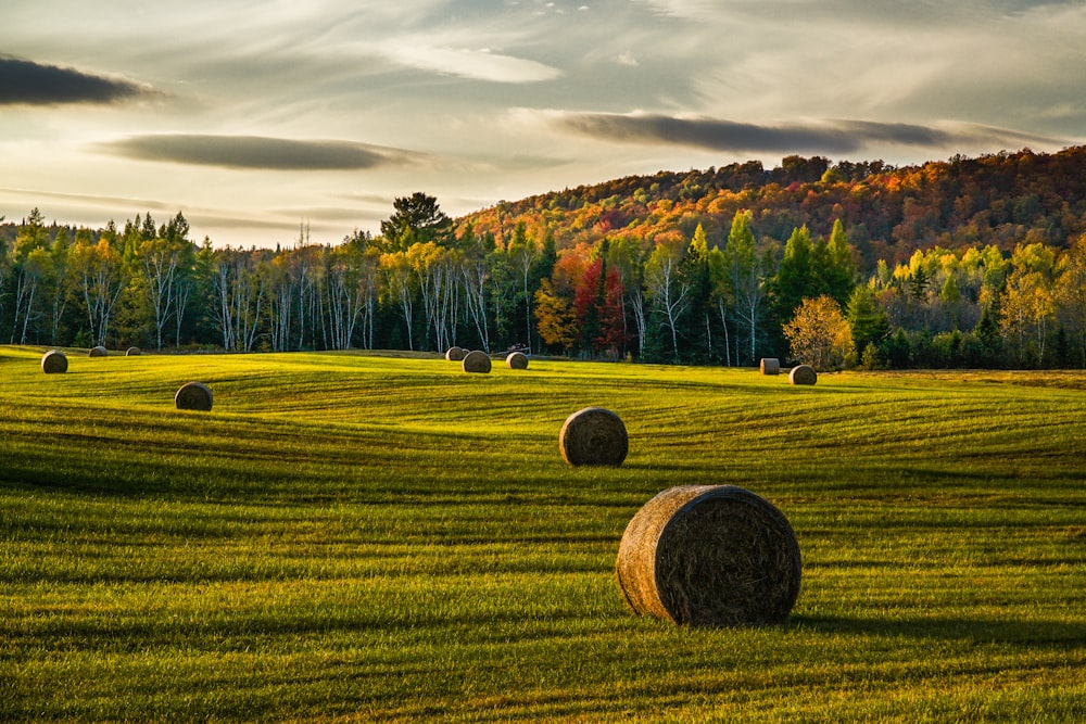 a field with hay bales in the foreground and trees in the background