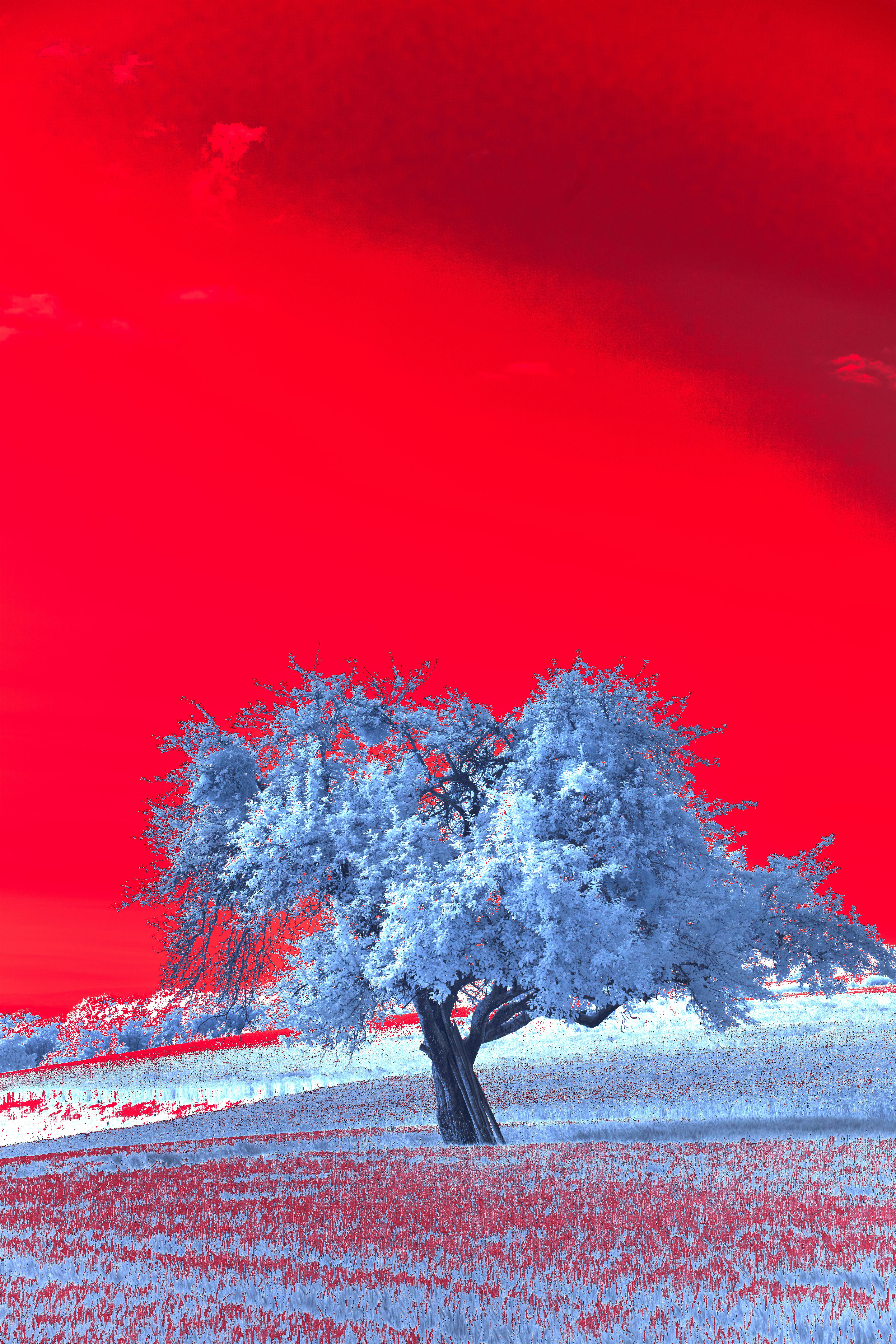 Photo by wolfgang_hasselmann