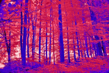 a red and blue infrared image of a forest