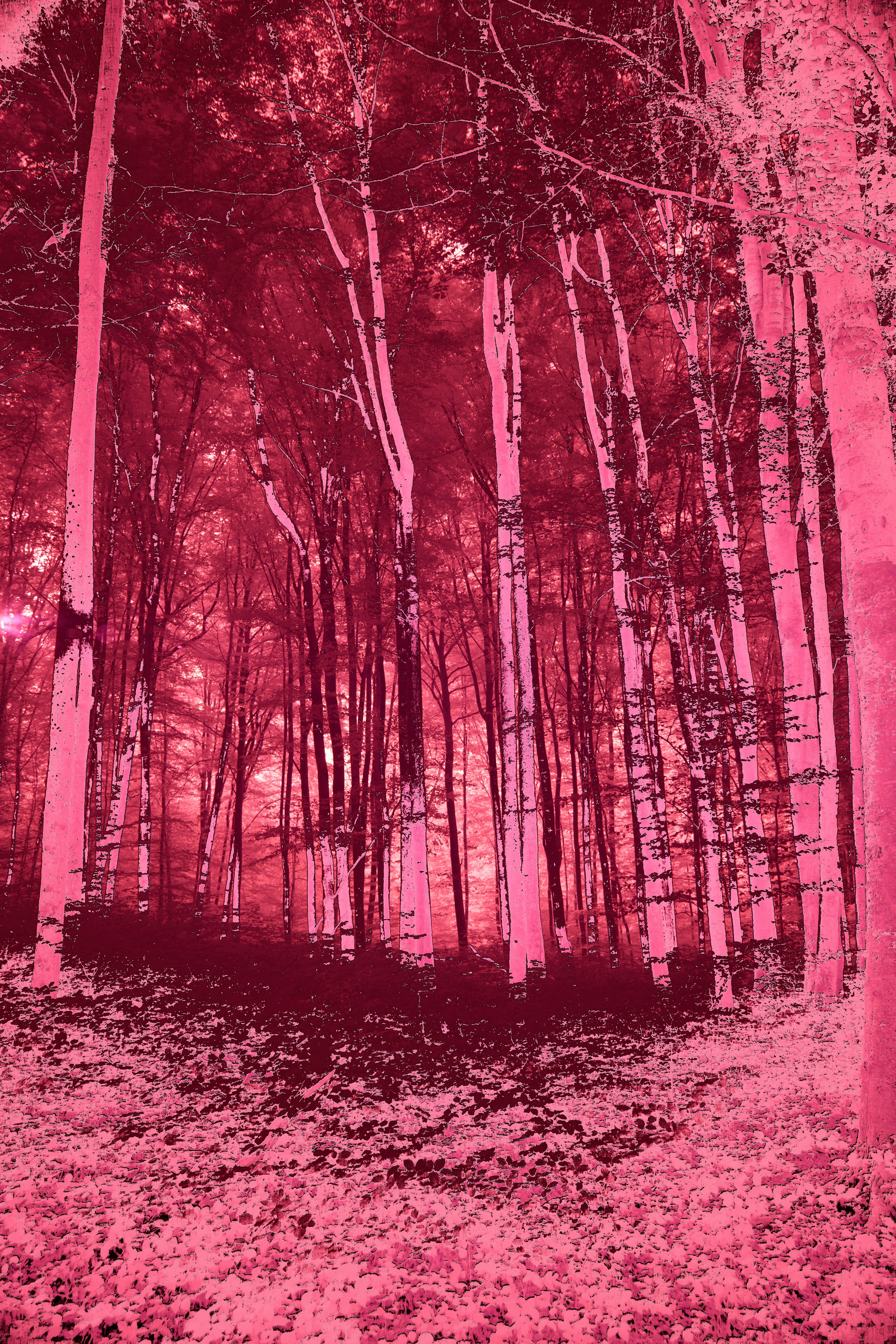 Photo by wolfgang_hasselmann