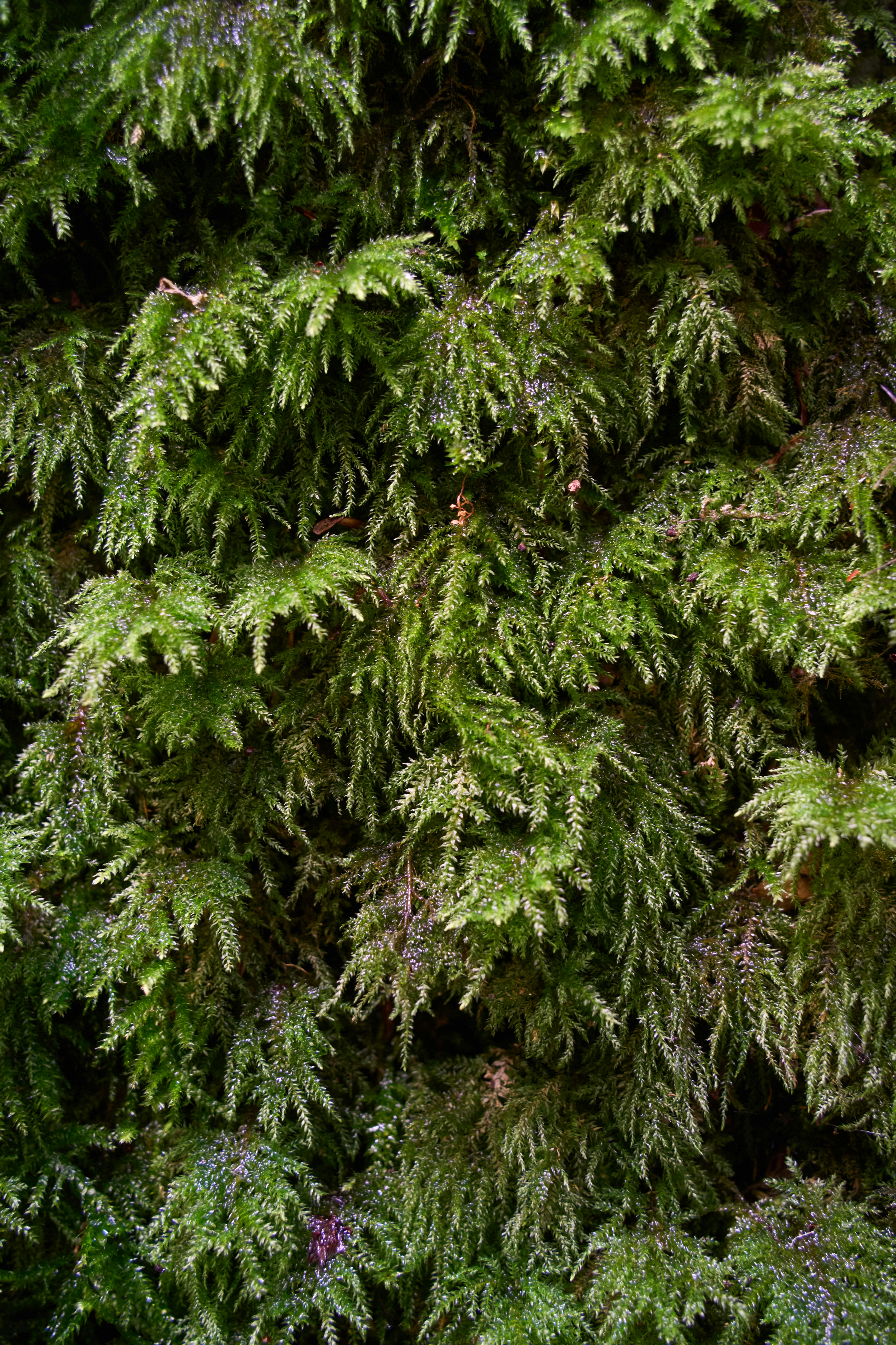 Photo by wolfgang_hasselmann