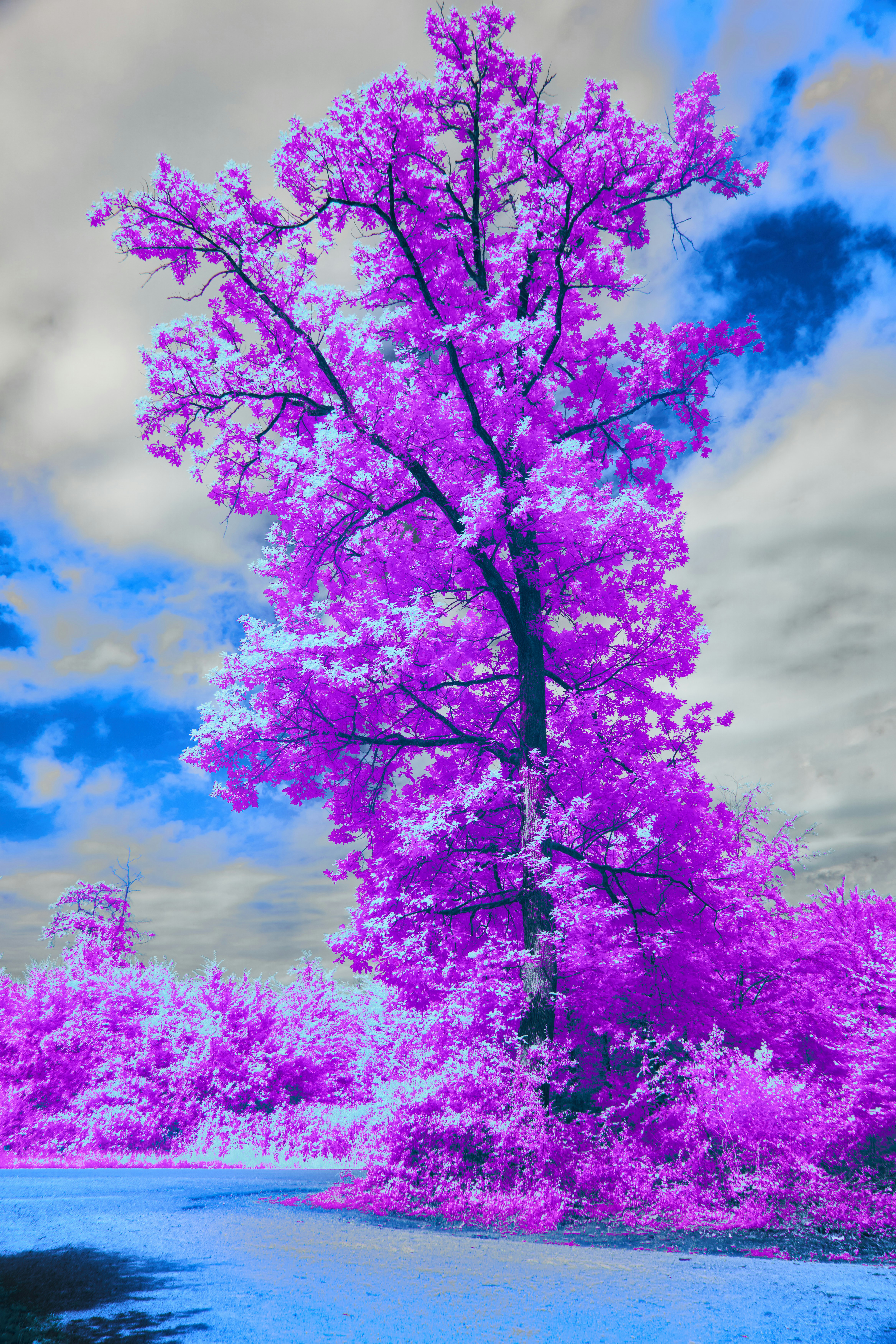 Photo by wolfgang_hasselmann