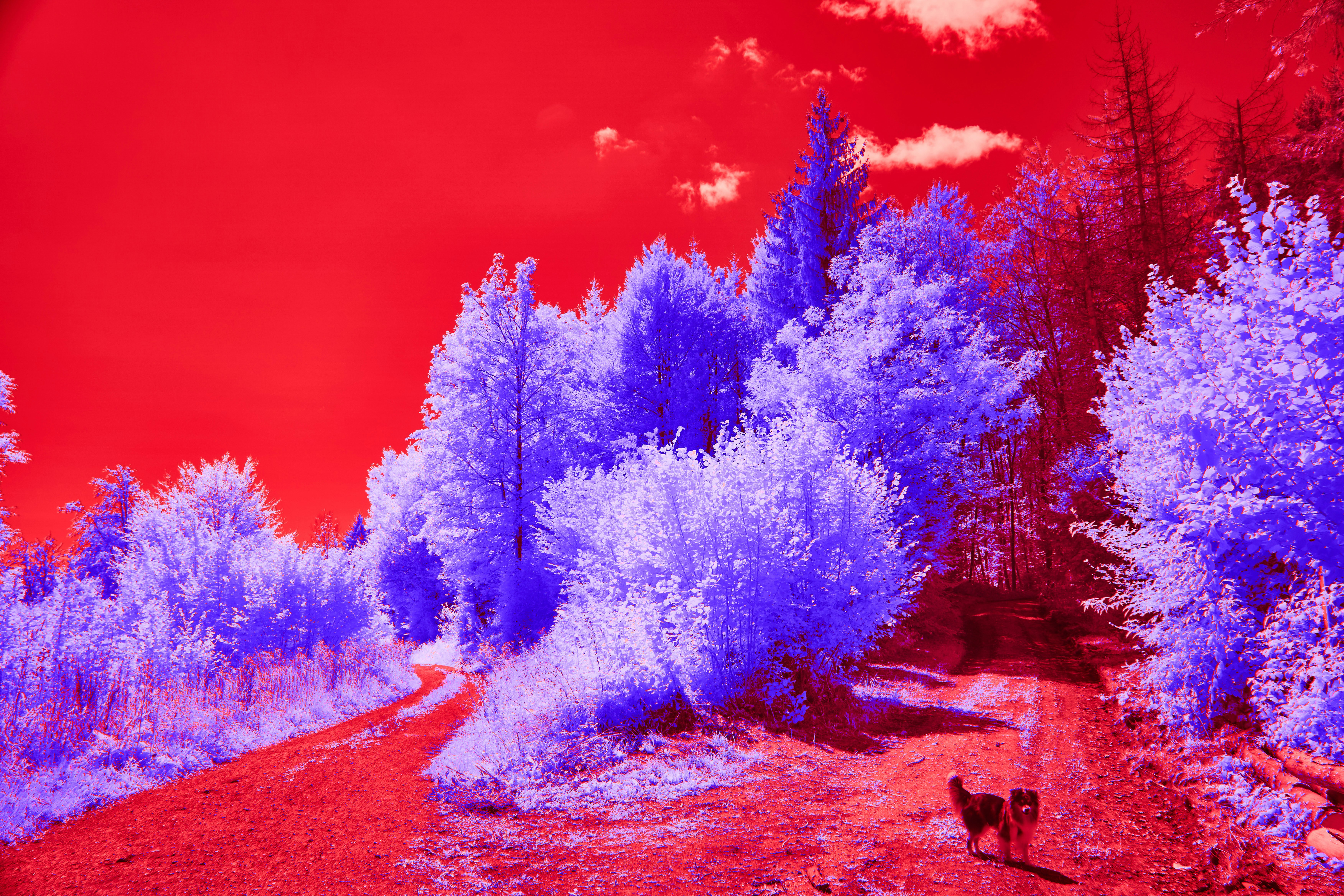 Photo by wolfgang_hasselmann