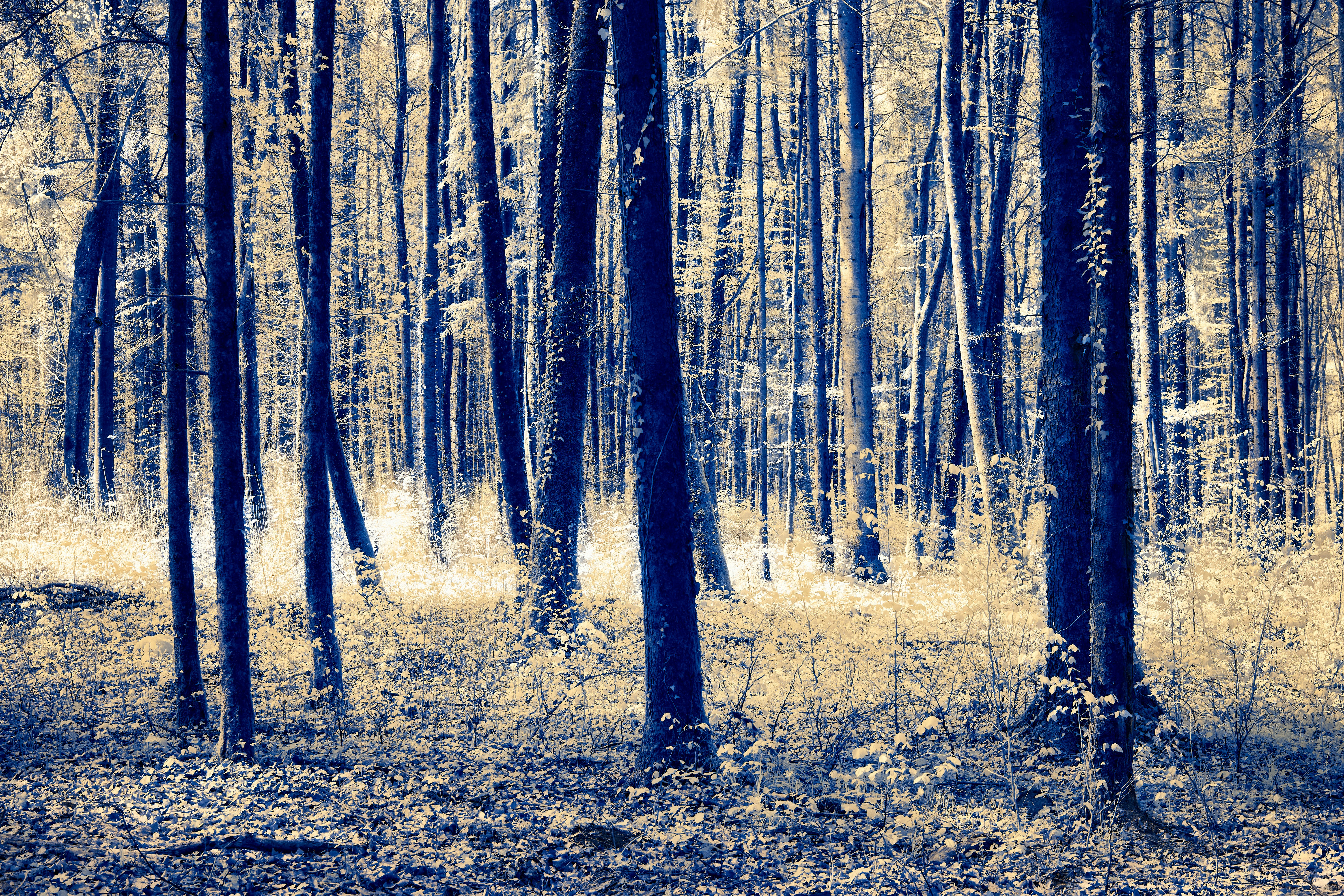 Photo by wolfgang_hasselmann