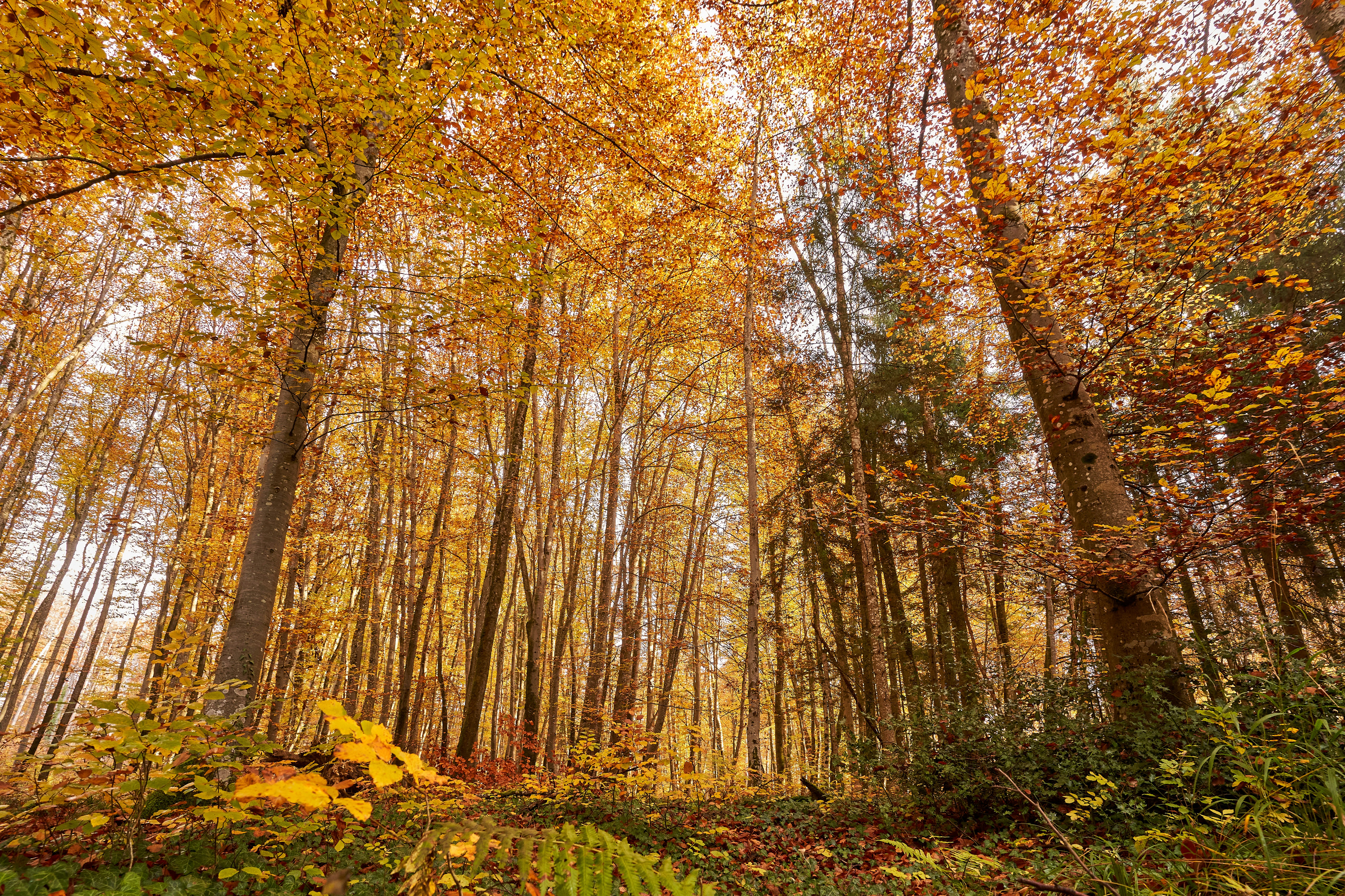 Photo by wolfgang_hasselmann