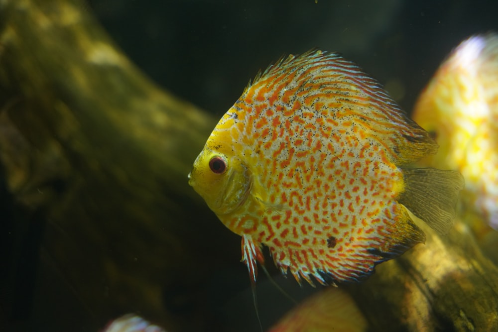 a close up of a fish in an aquarium