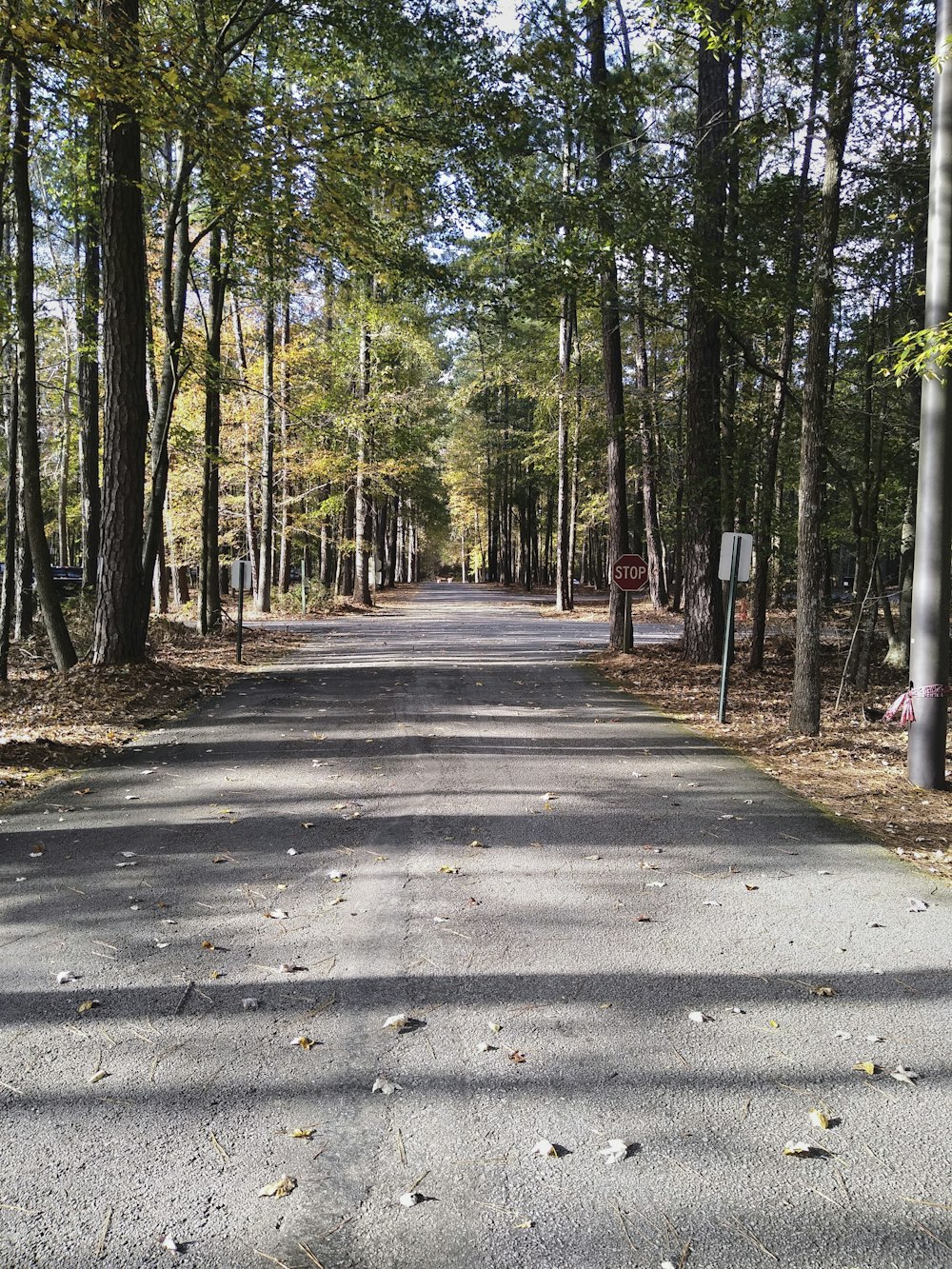 a road in the middle of a wooded area