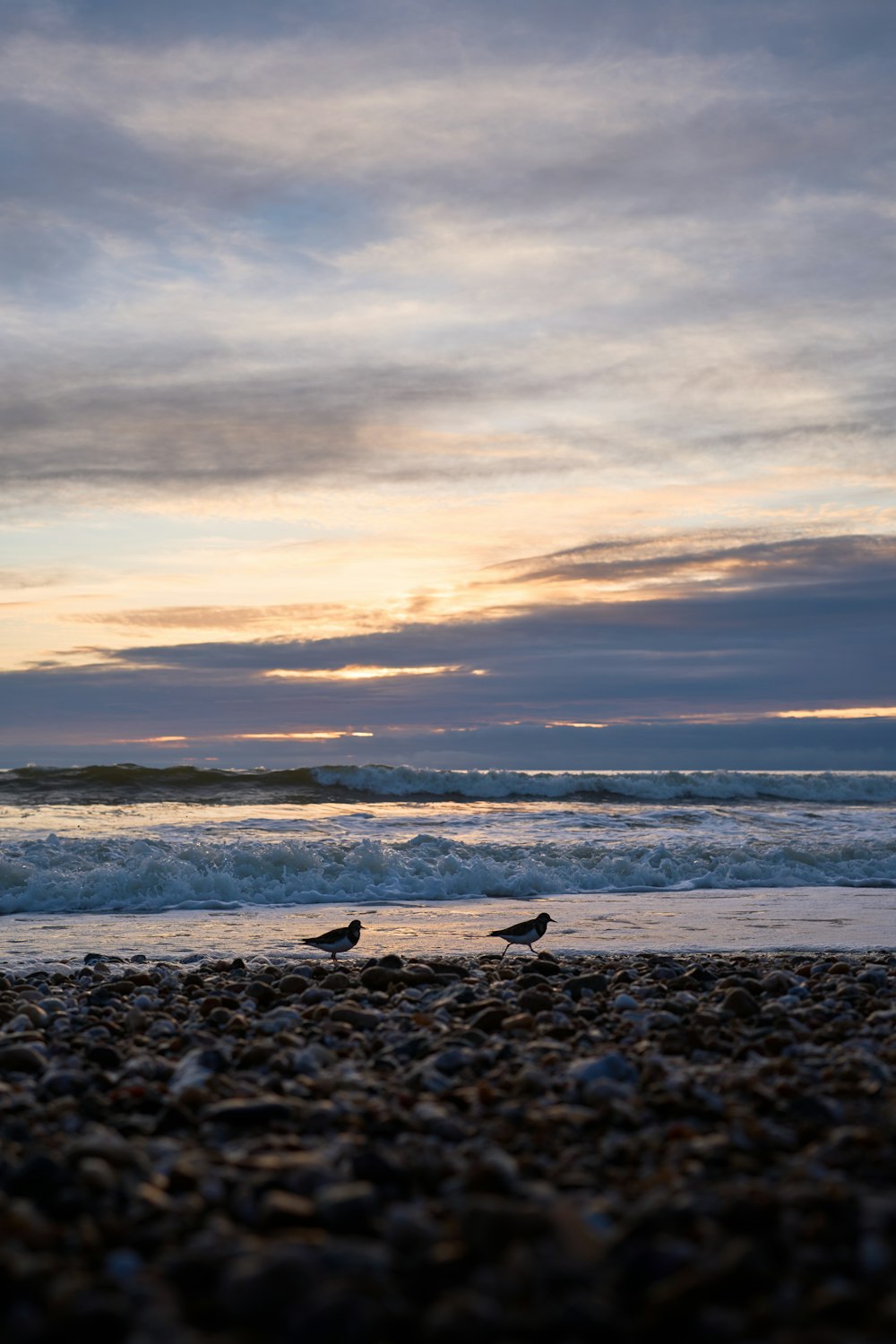 a couple of birds standing on top of a beach