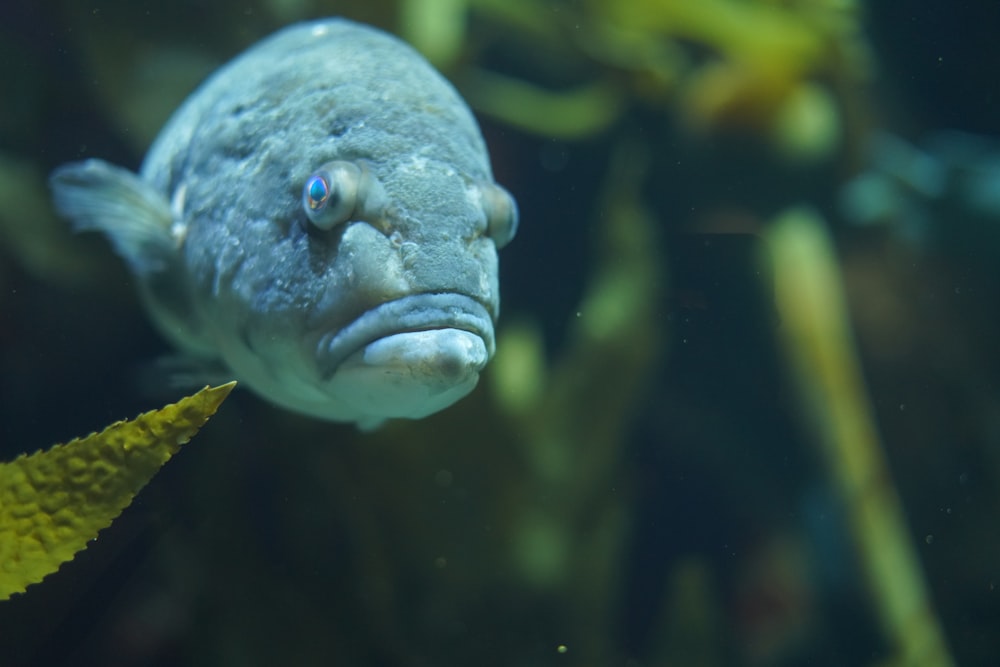a close up of a fish with a leaf in its mouth