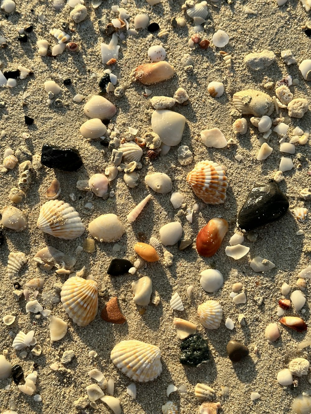 Un montón de conchas marinas yacen en la arena