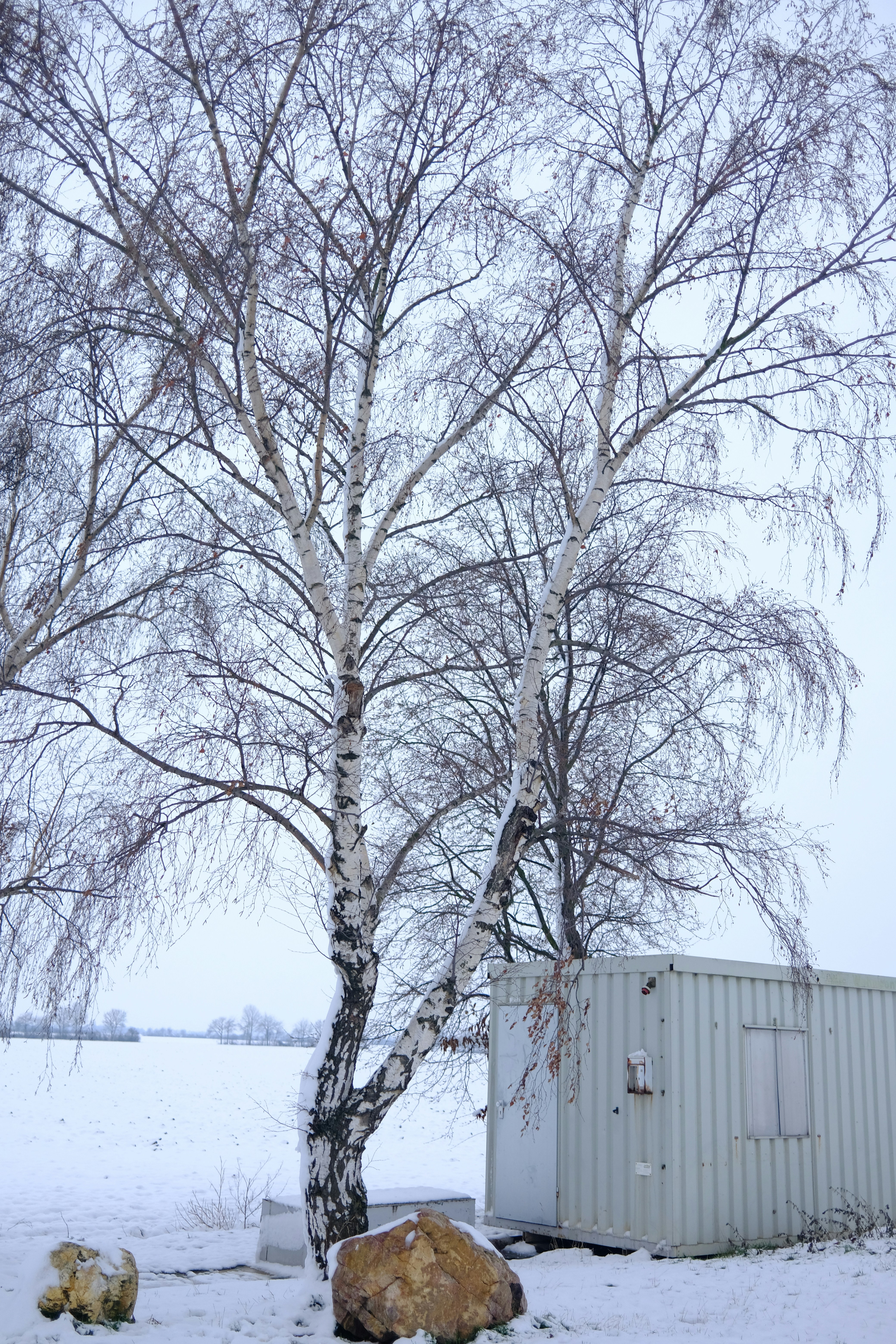 a tree in the snow next to a building