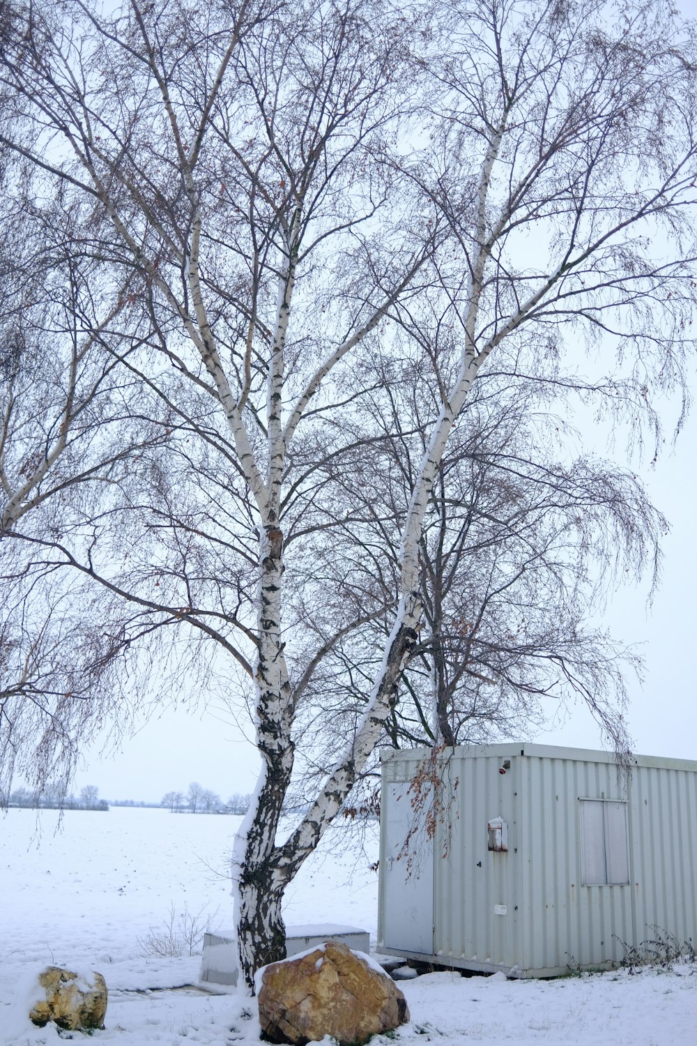 a tree in the snow next to a building