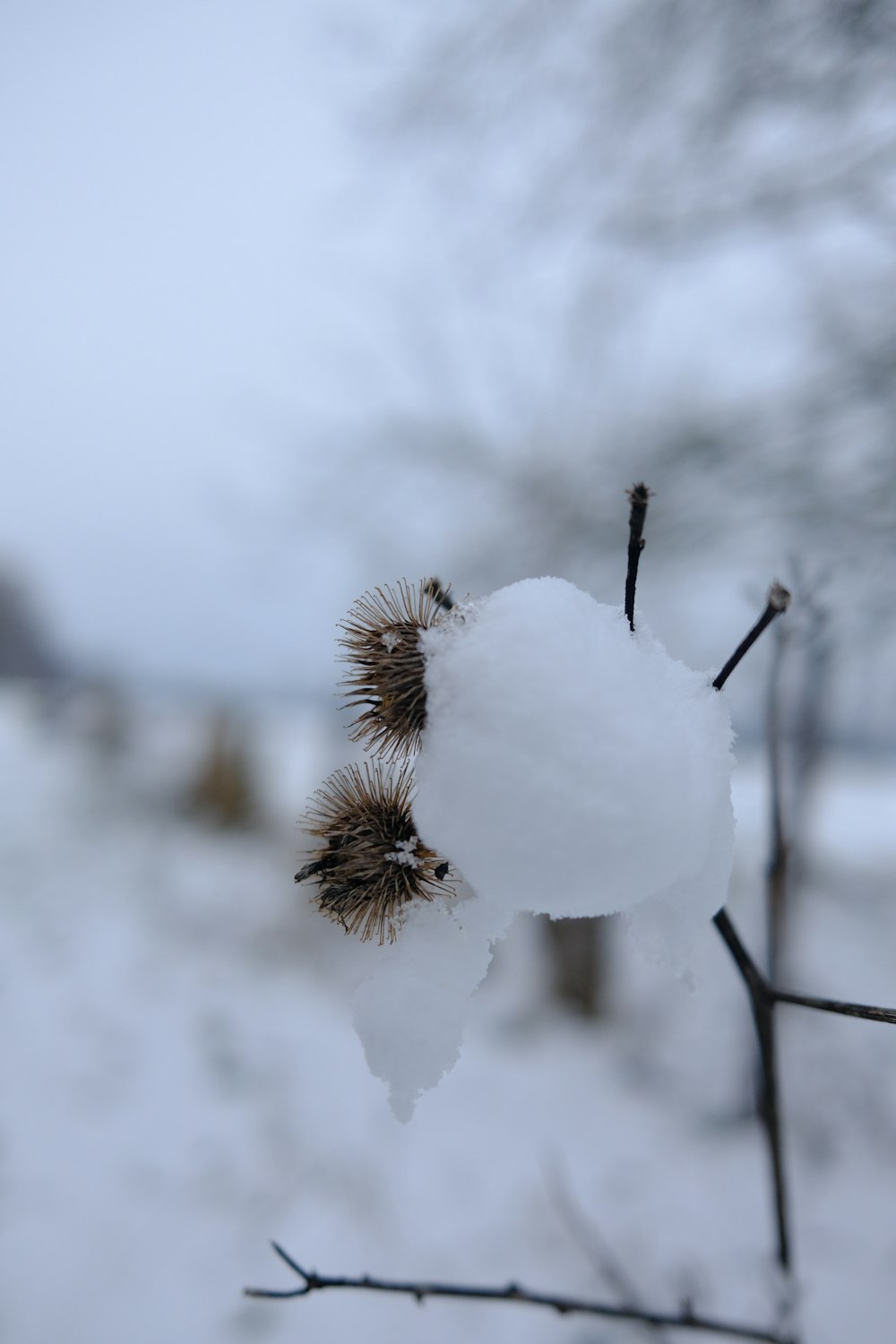 a close up of a plant with snow on it