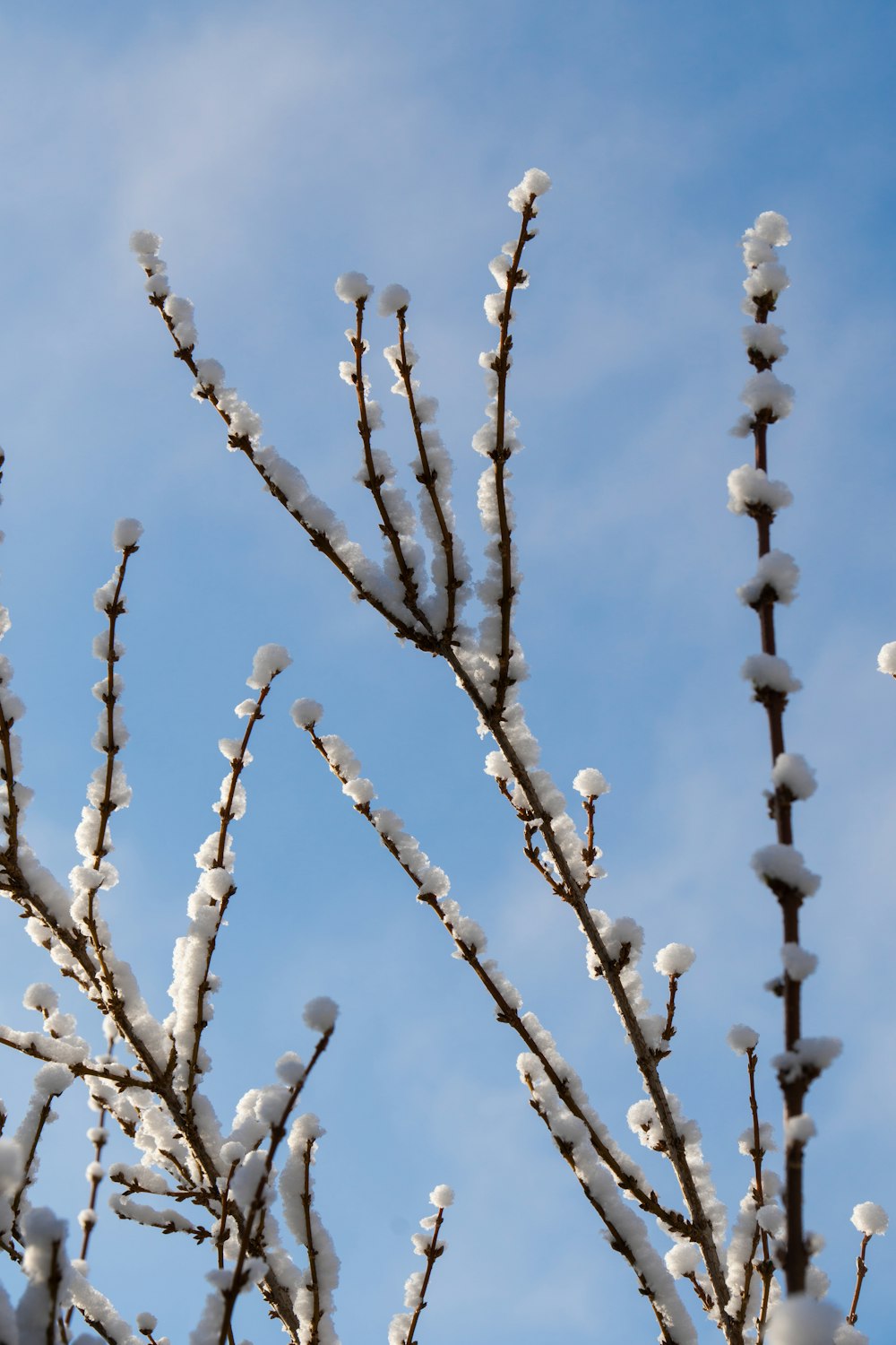 the branches of a tree are covered in snow