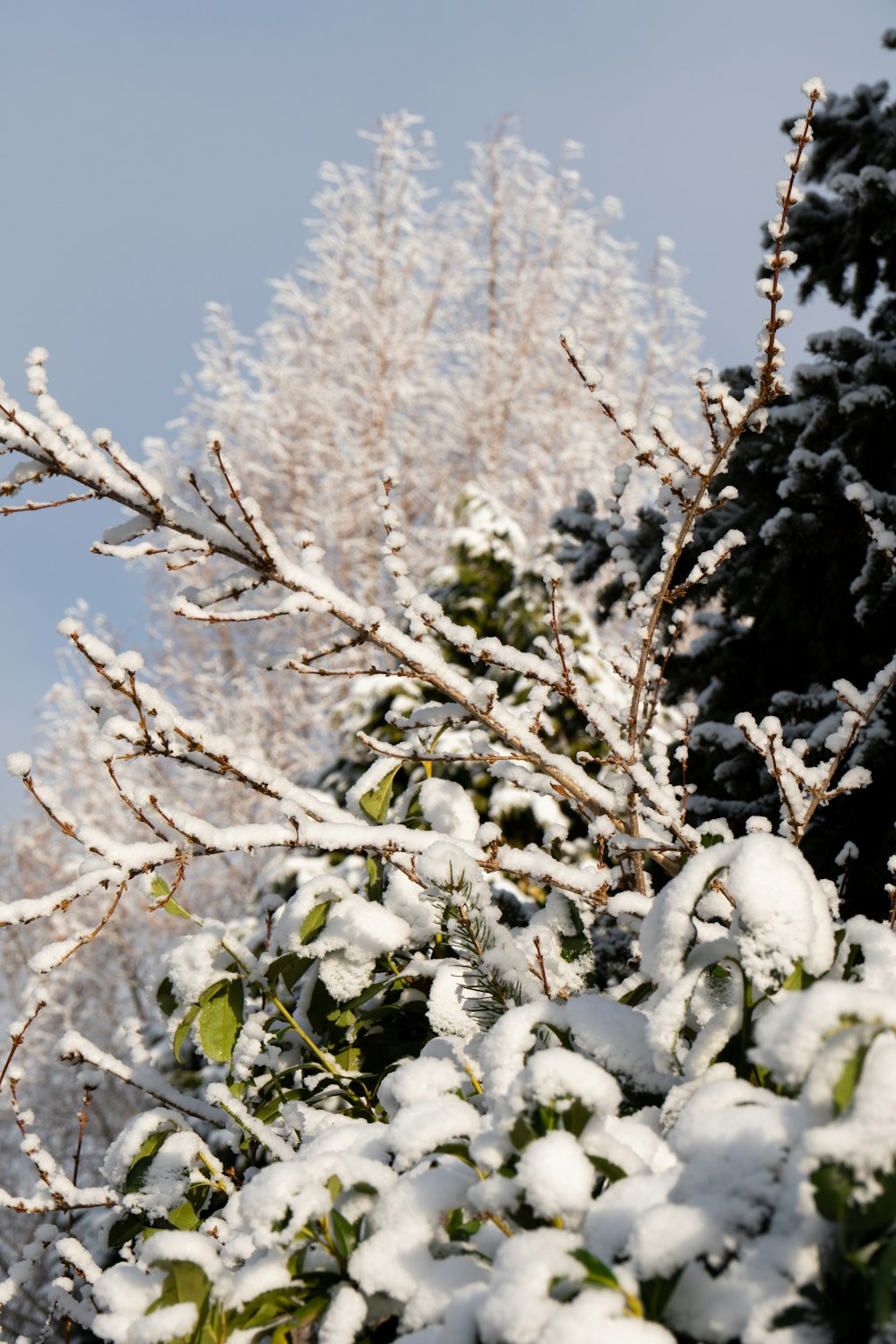 a tree covered in snow next to a forest