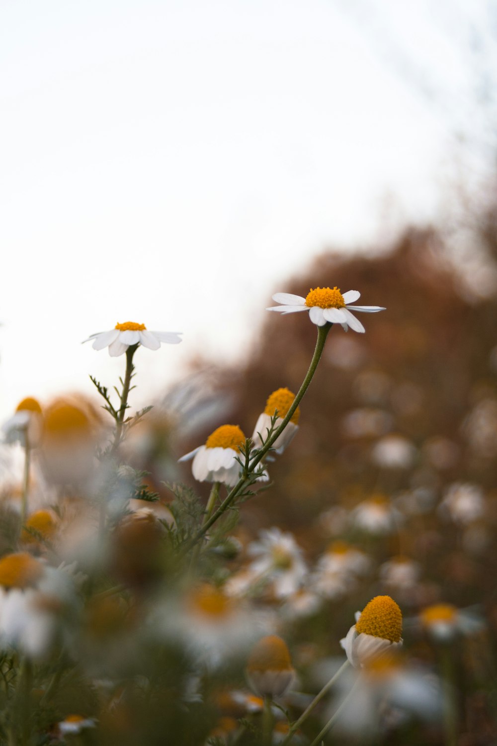 a field full of white and yellow flowers