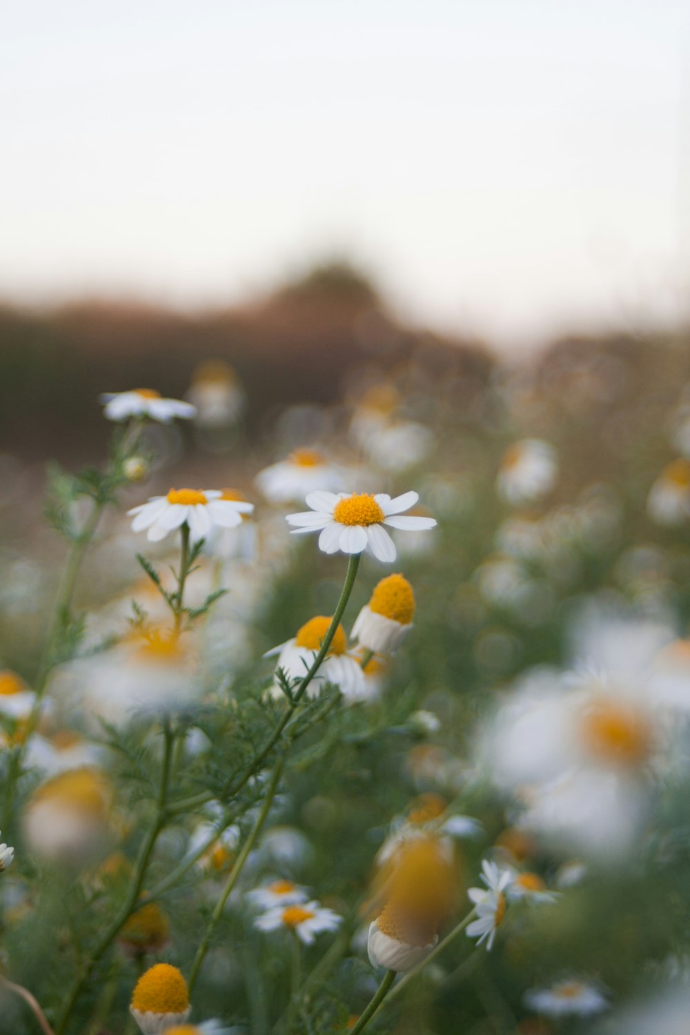 a field full of white and yellow flowers