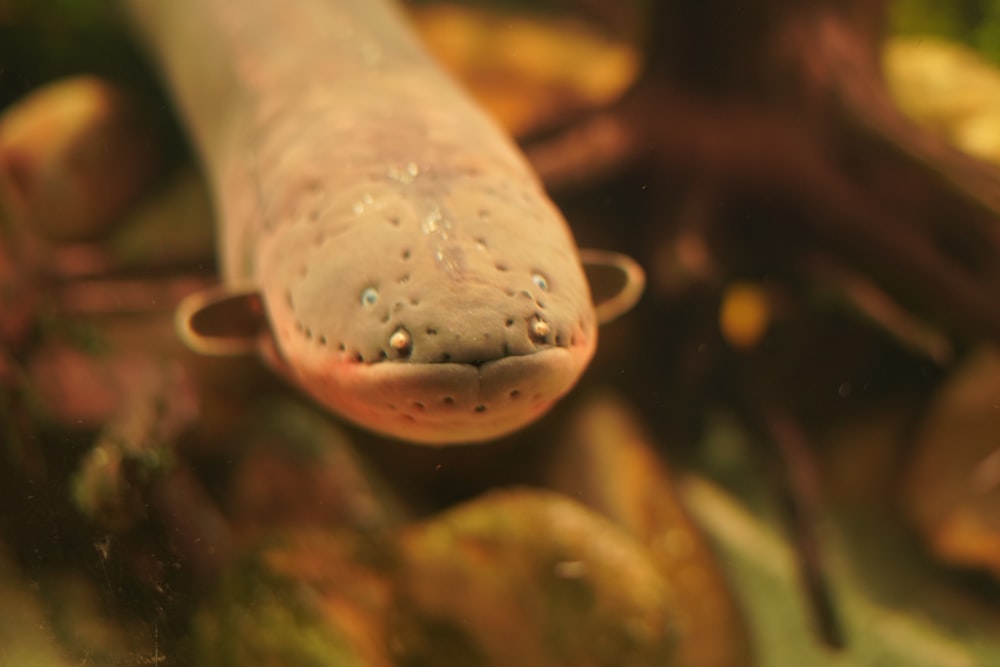 a close up of a fish in a tank