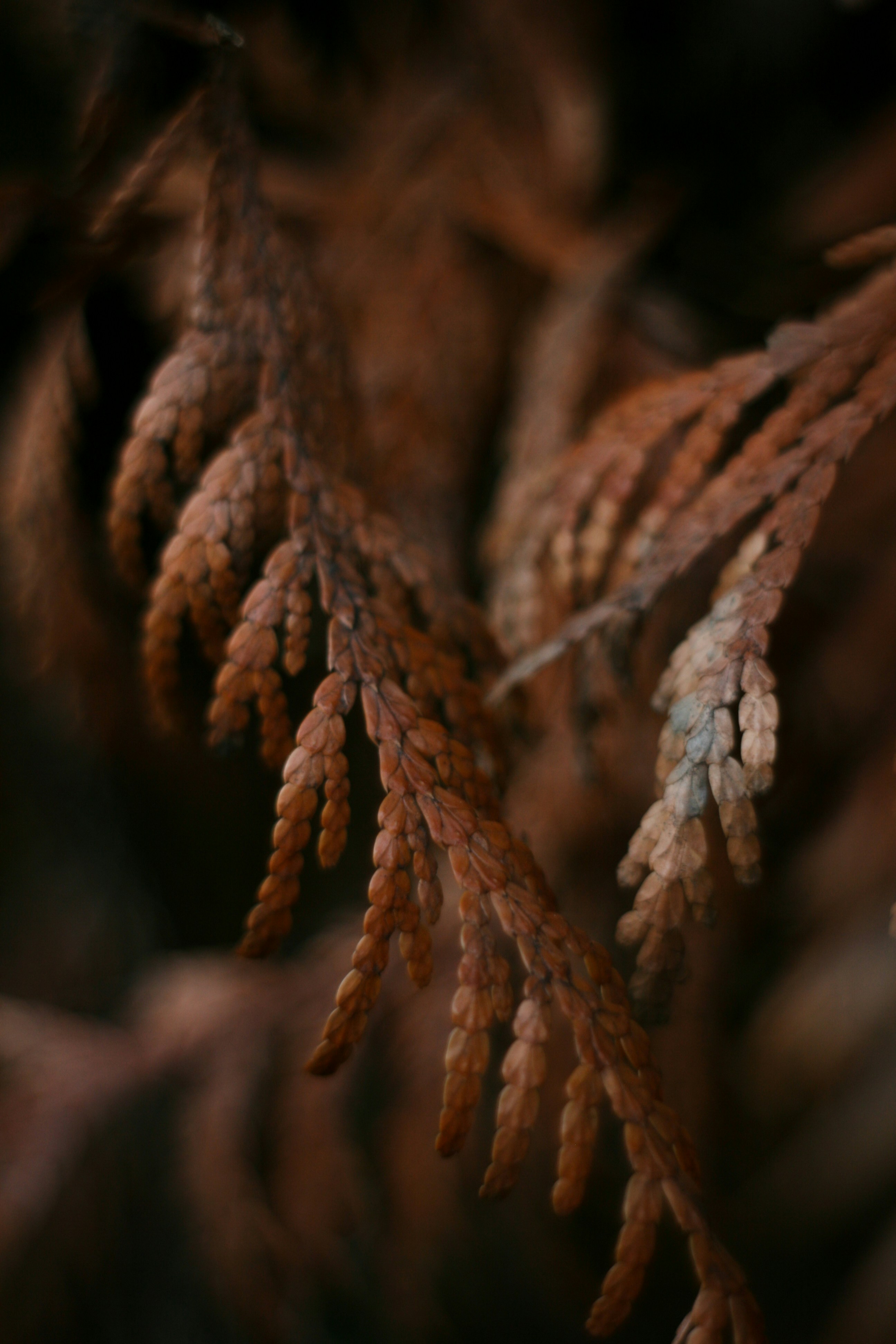 a close up of a tree branch with a blurry background