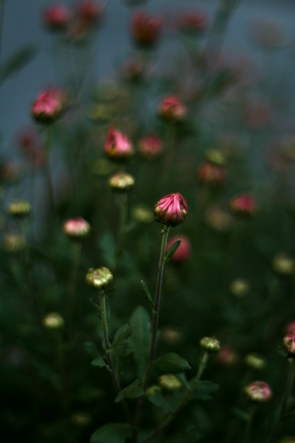 a bunch of flowers that are in the grass